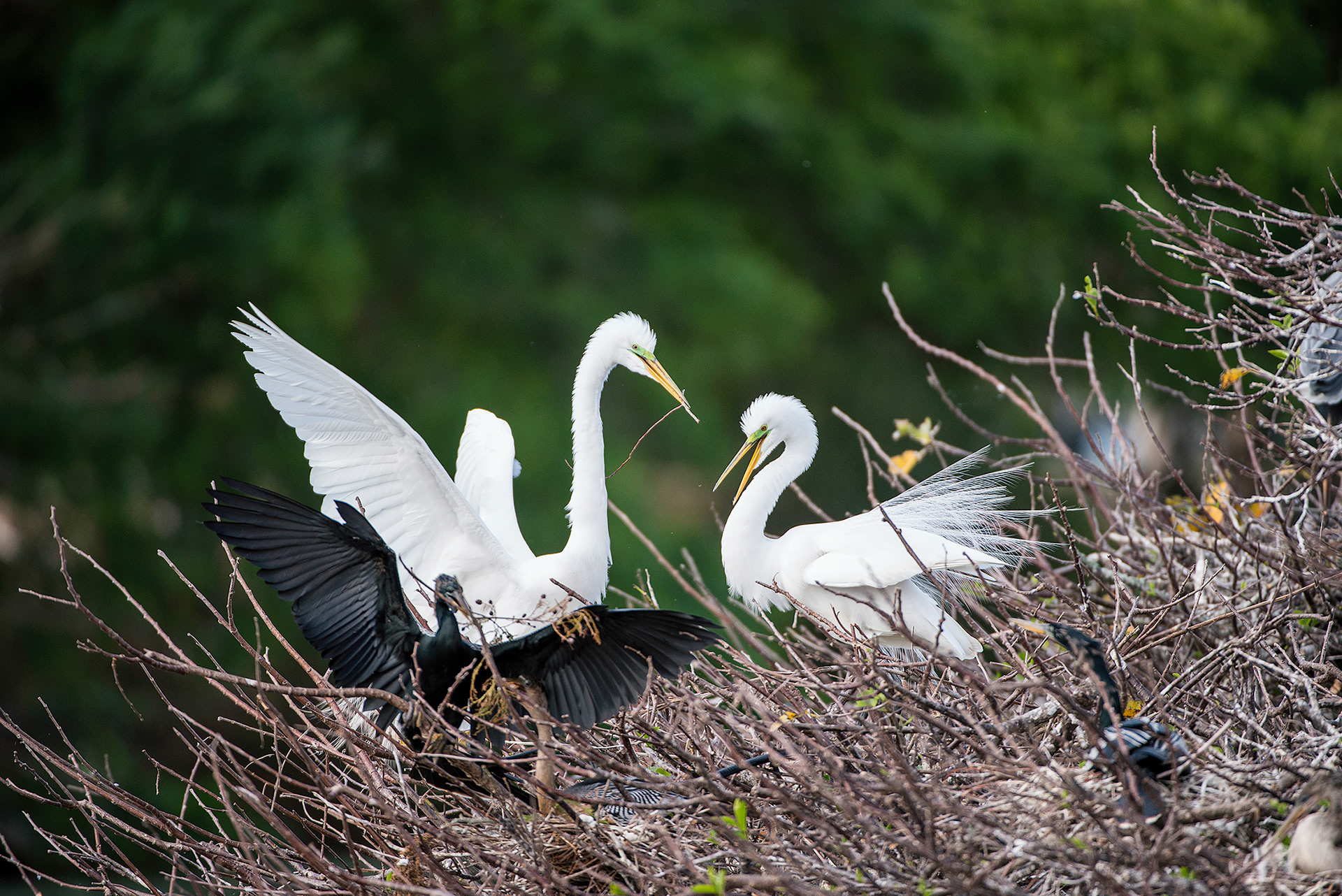 Great Egret