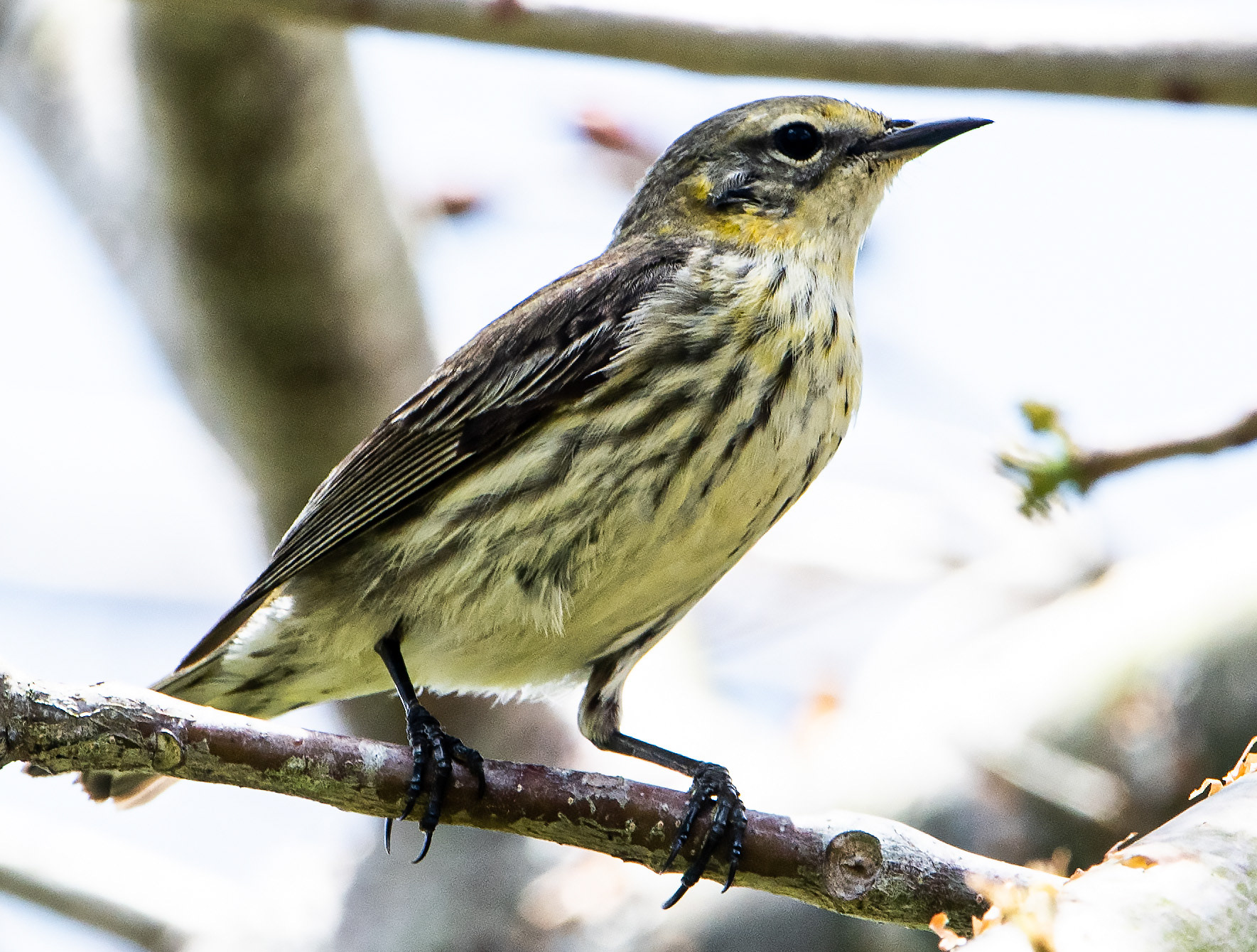 Cape May Warbler (Female)