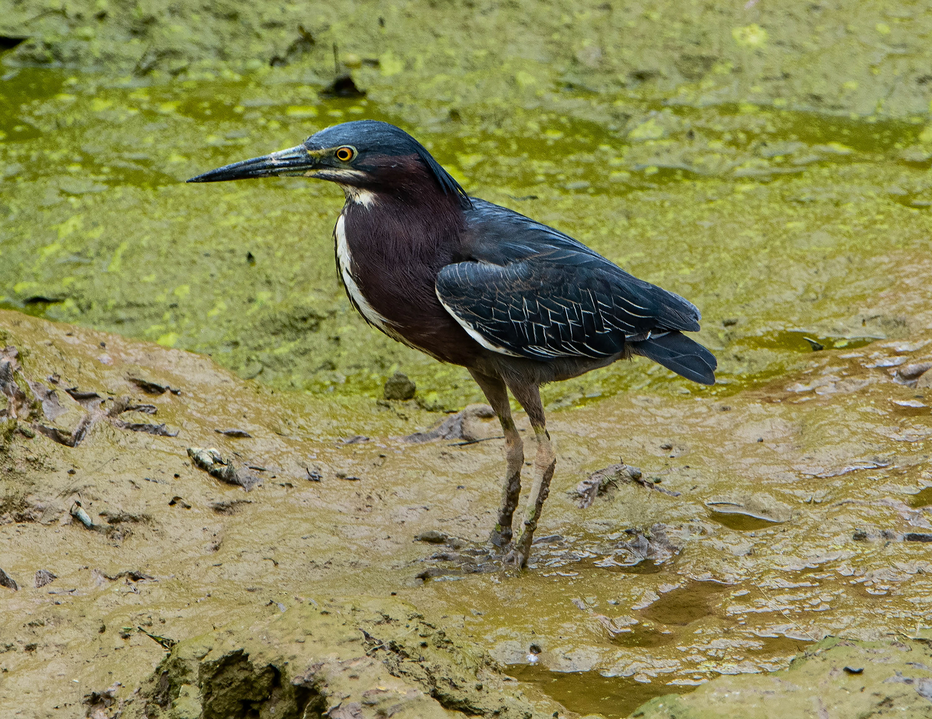 Green Heron