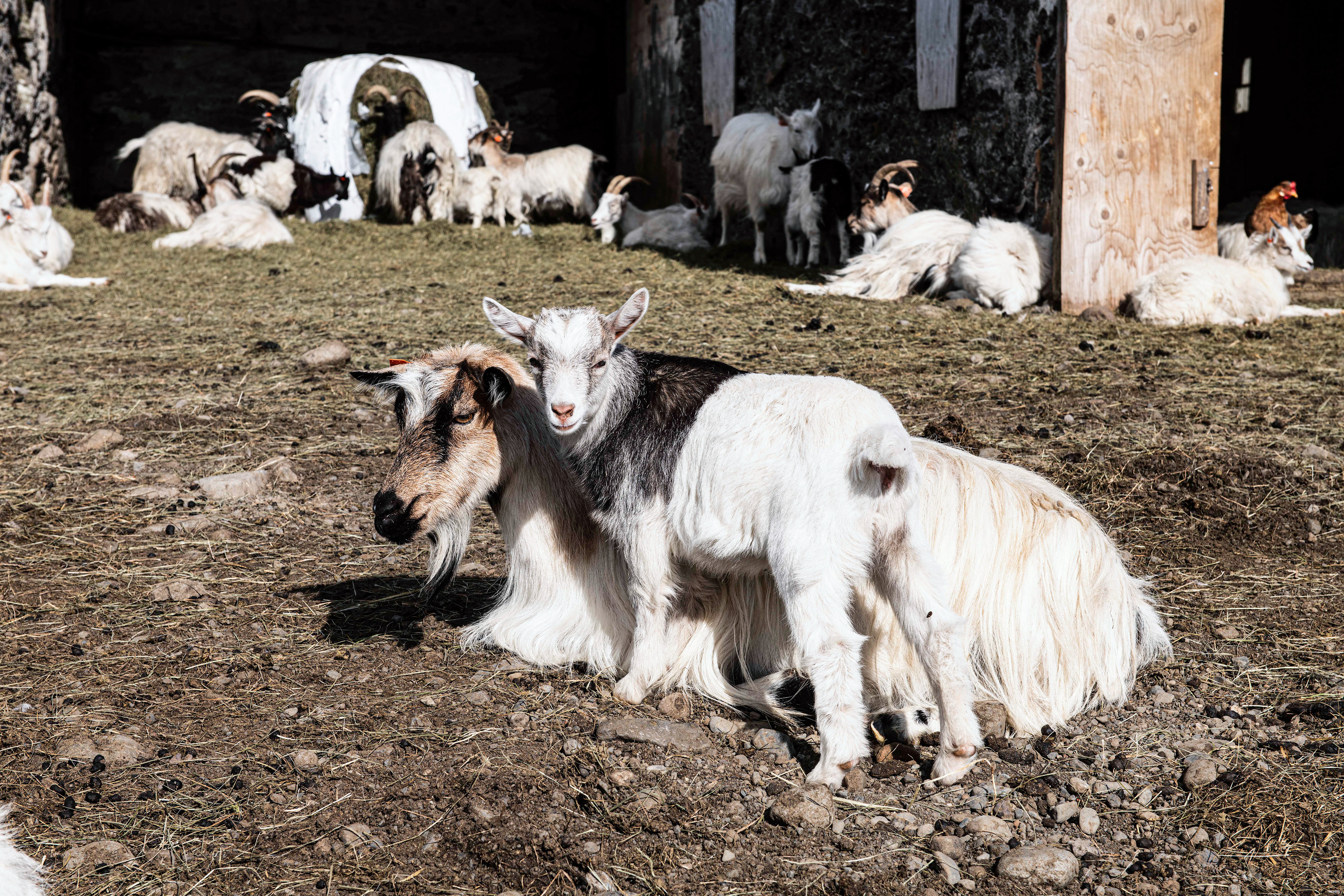 Haafel Goat Farm