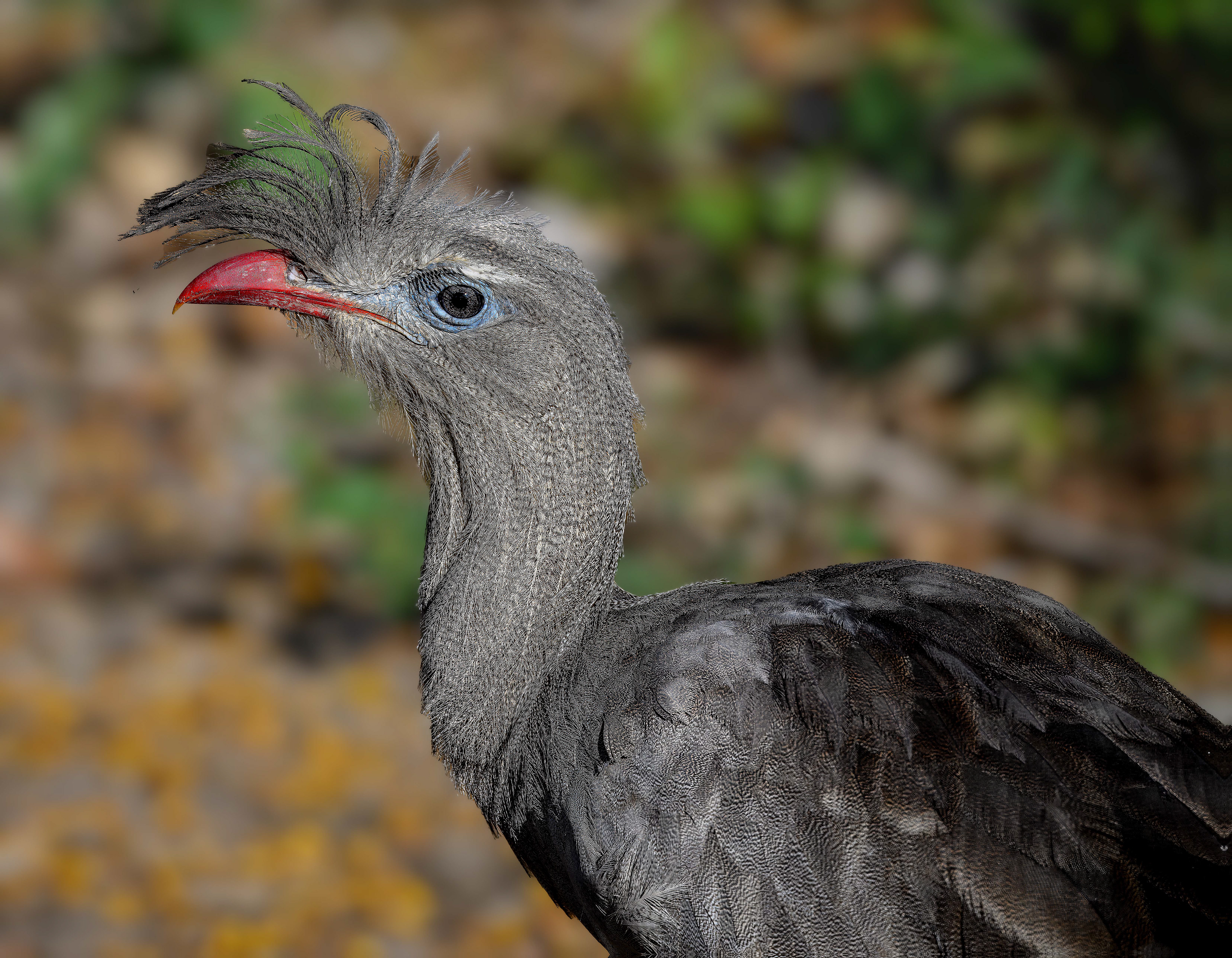 Red-legged Seriema