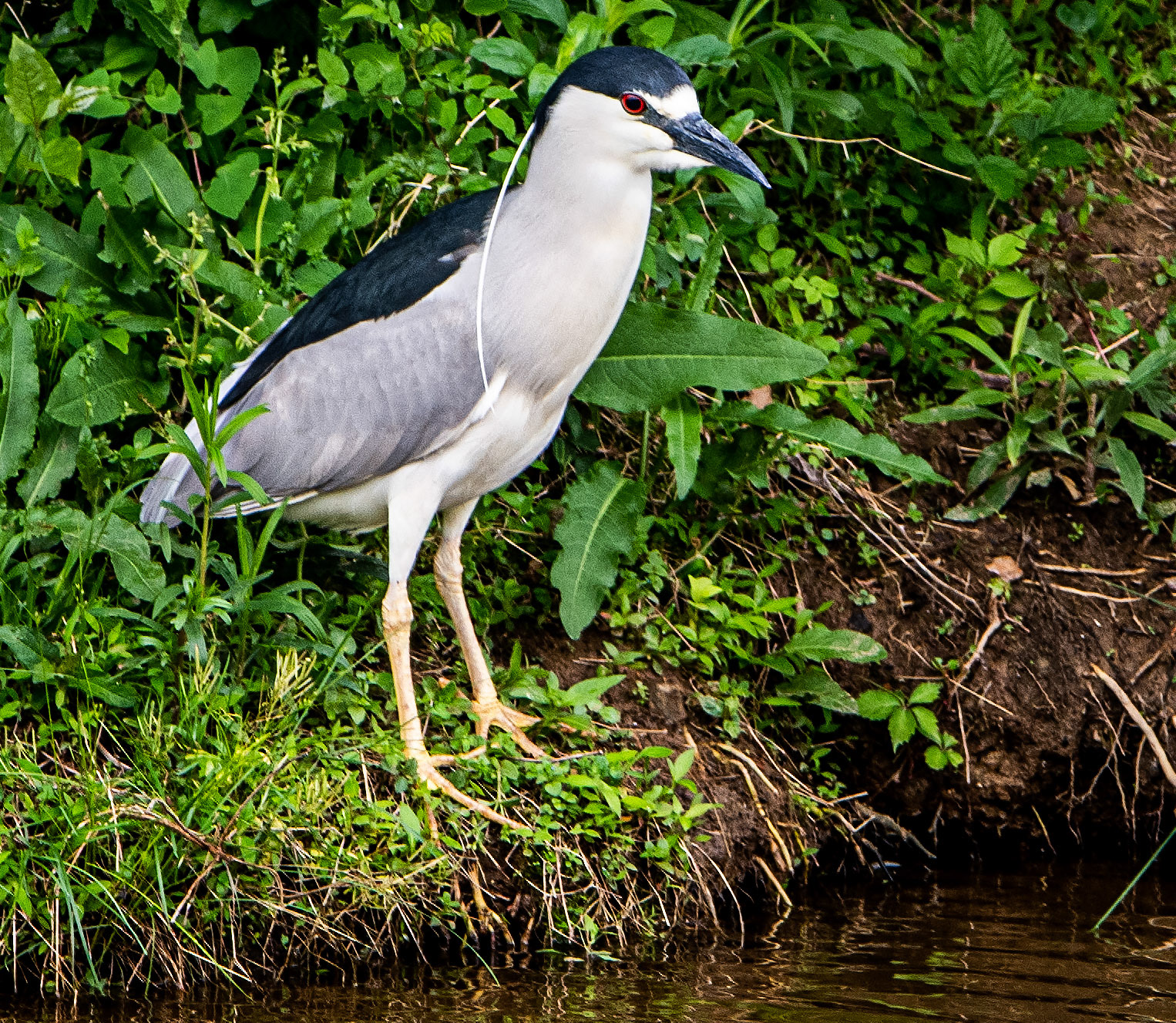 Black-Crowned Night-Heron