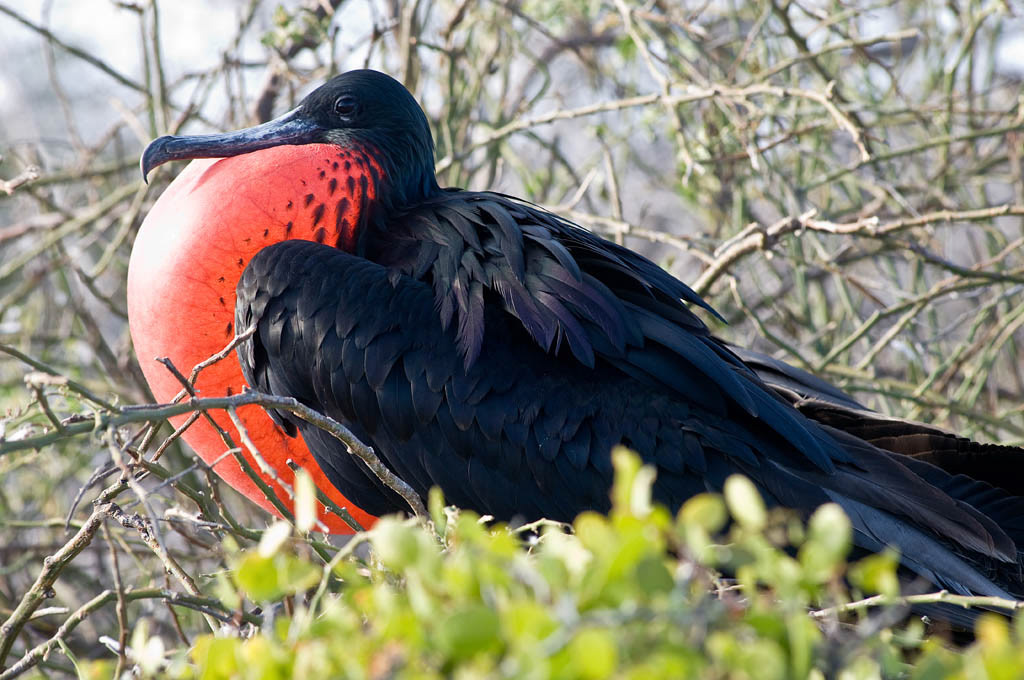 Frigatebird