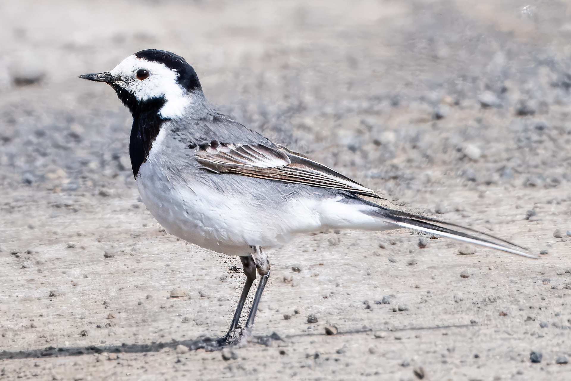White Wagtail