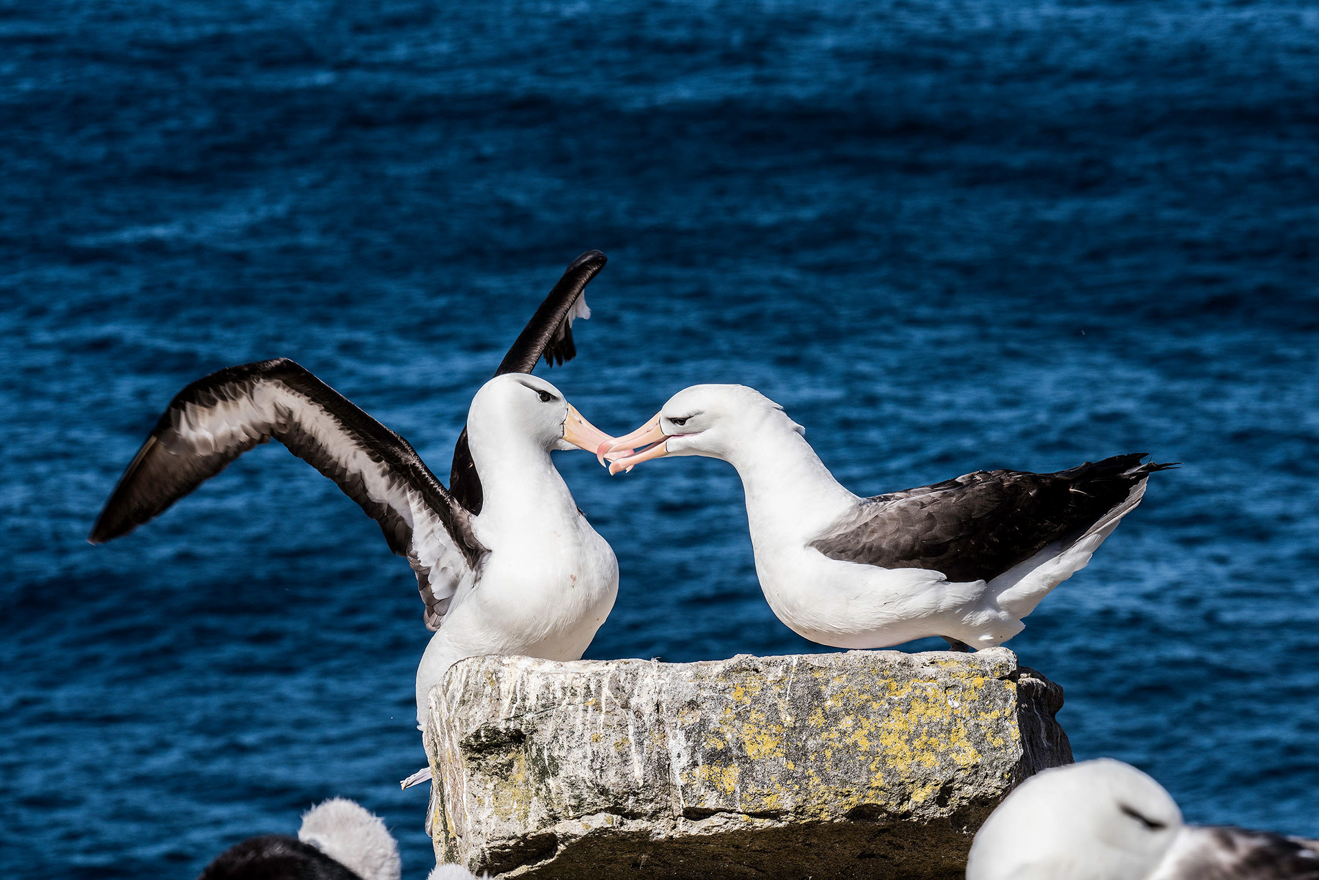 Black-browed Albatross