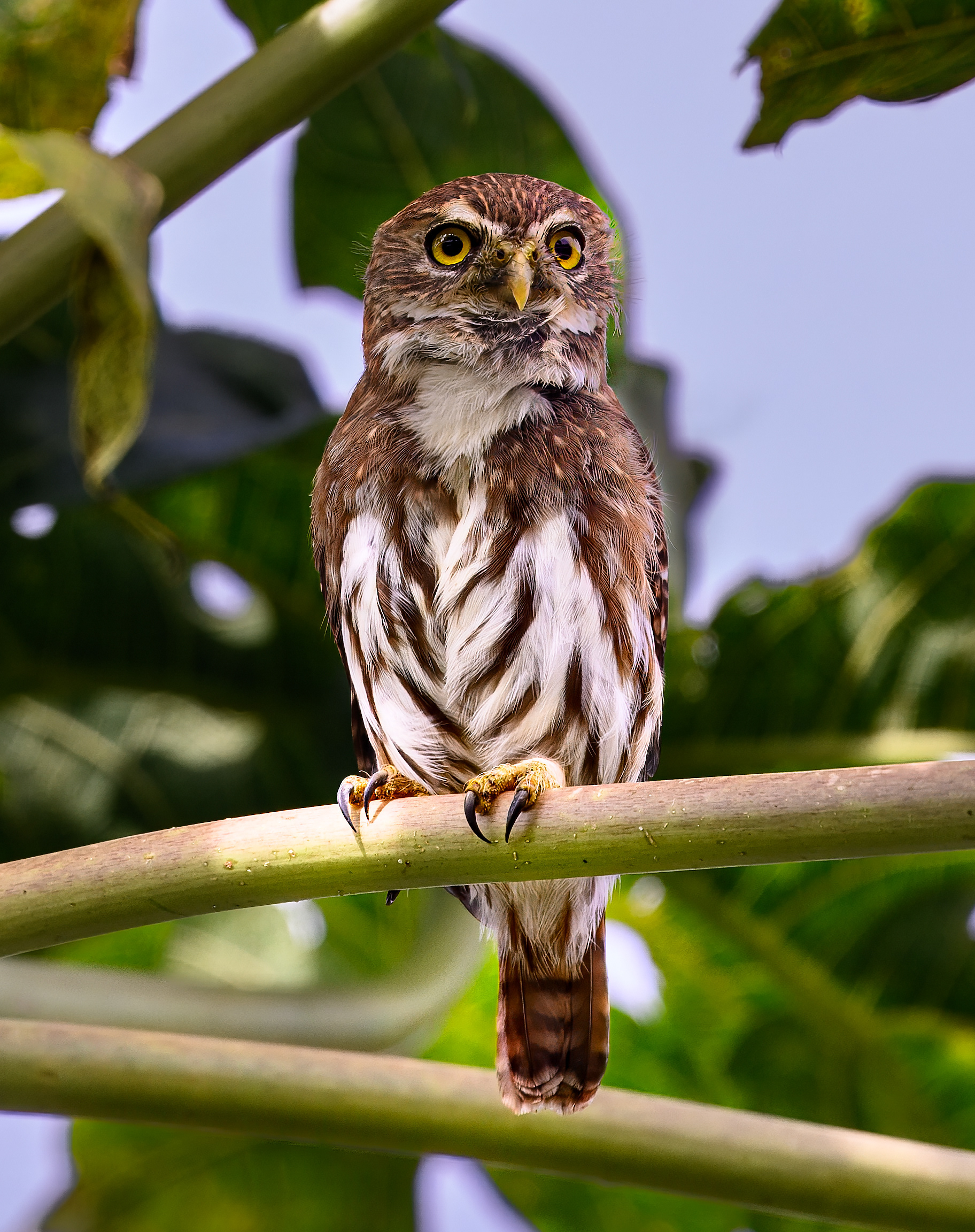 Ferruginous Pygmy-Owl