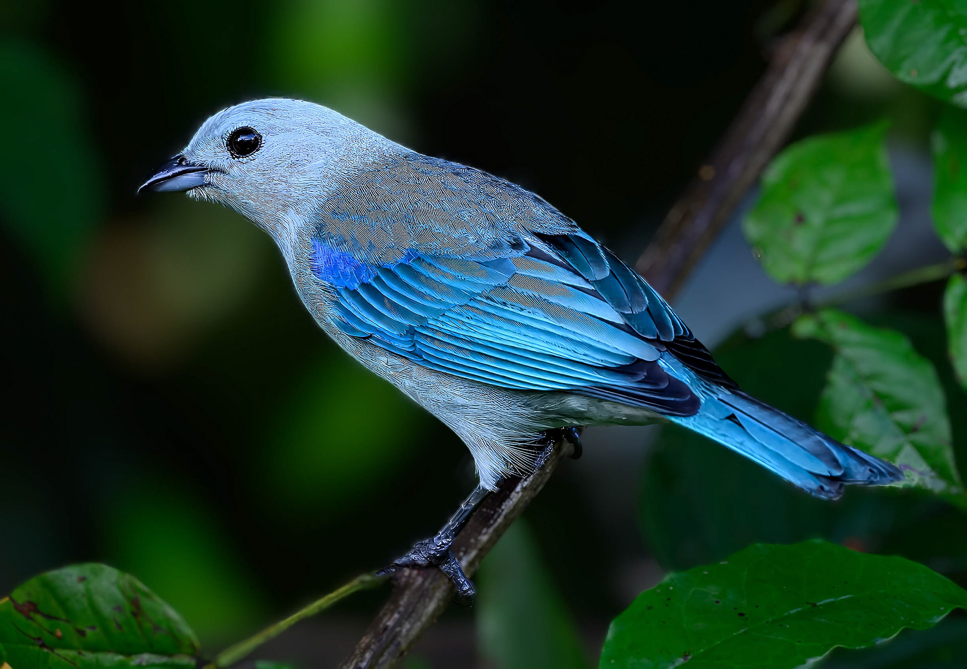 Blue-gray Tanager