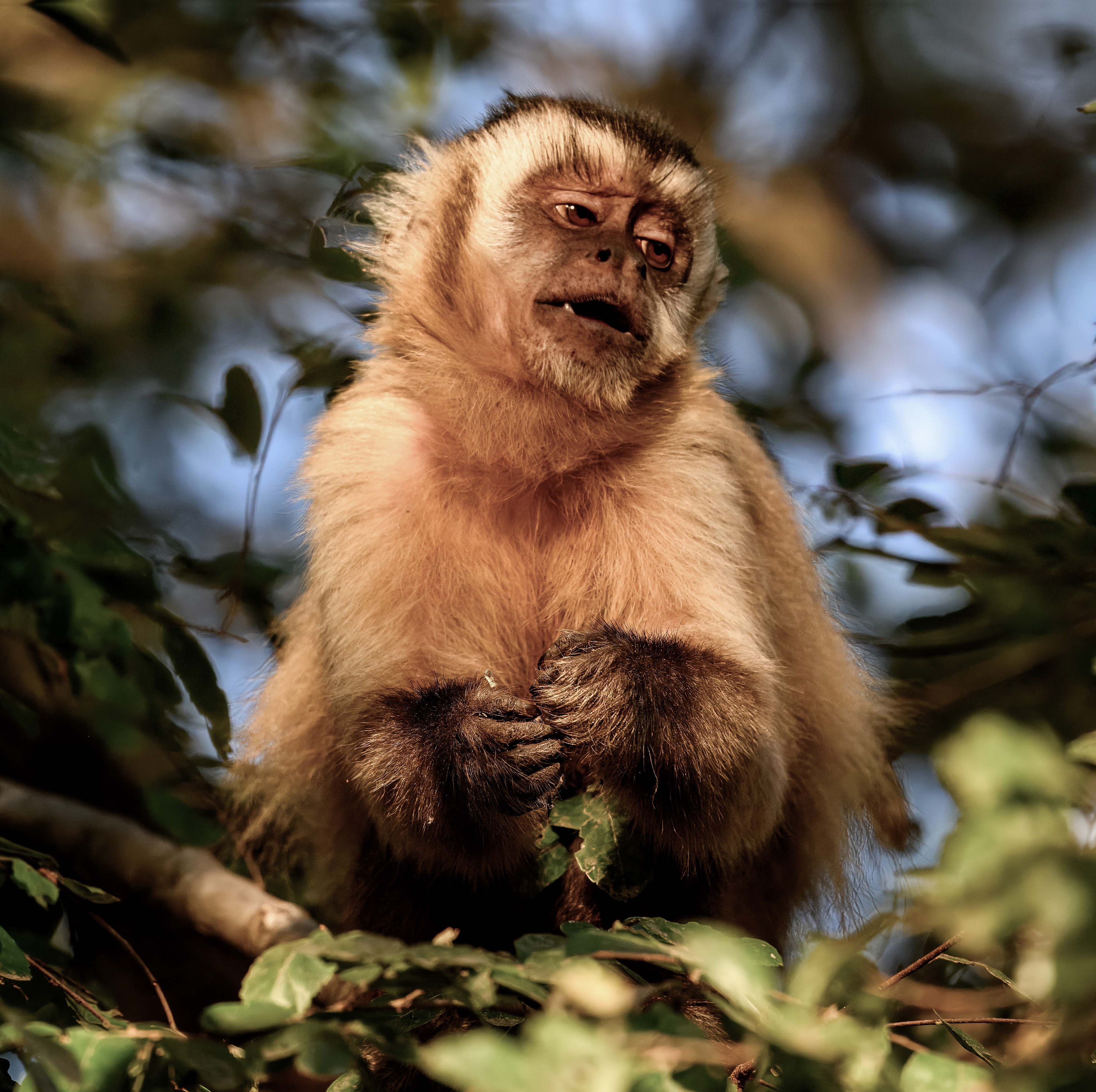 Capuchin Monkey