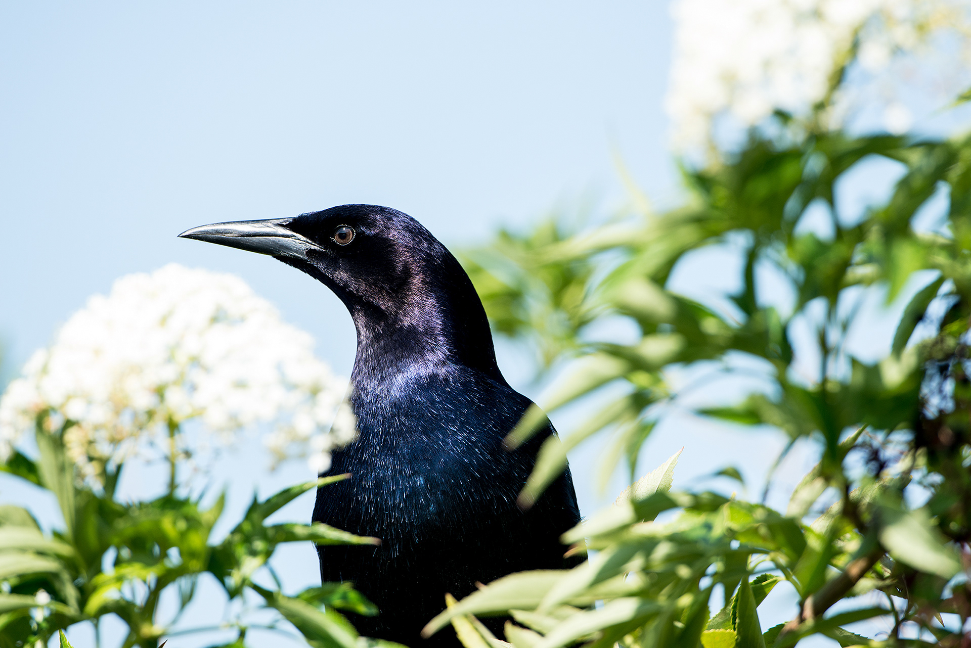 Boat-tailed Grackle