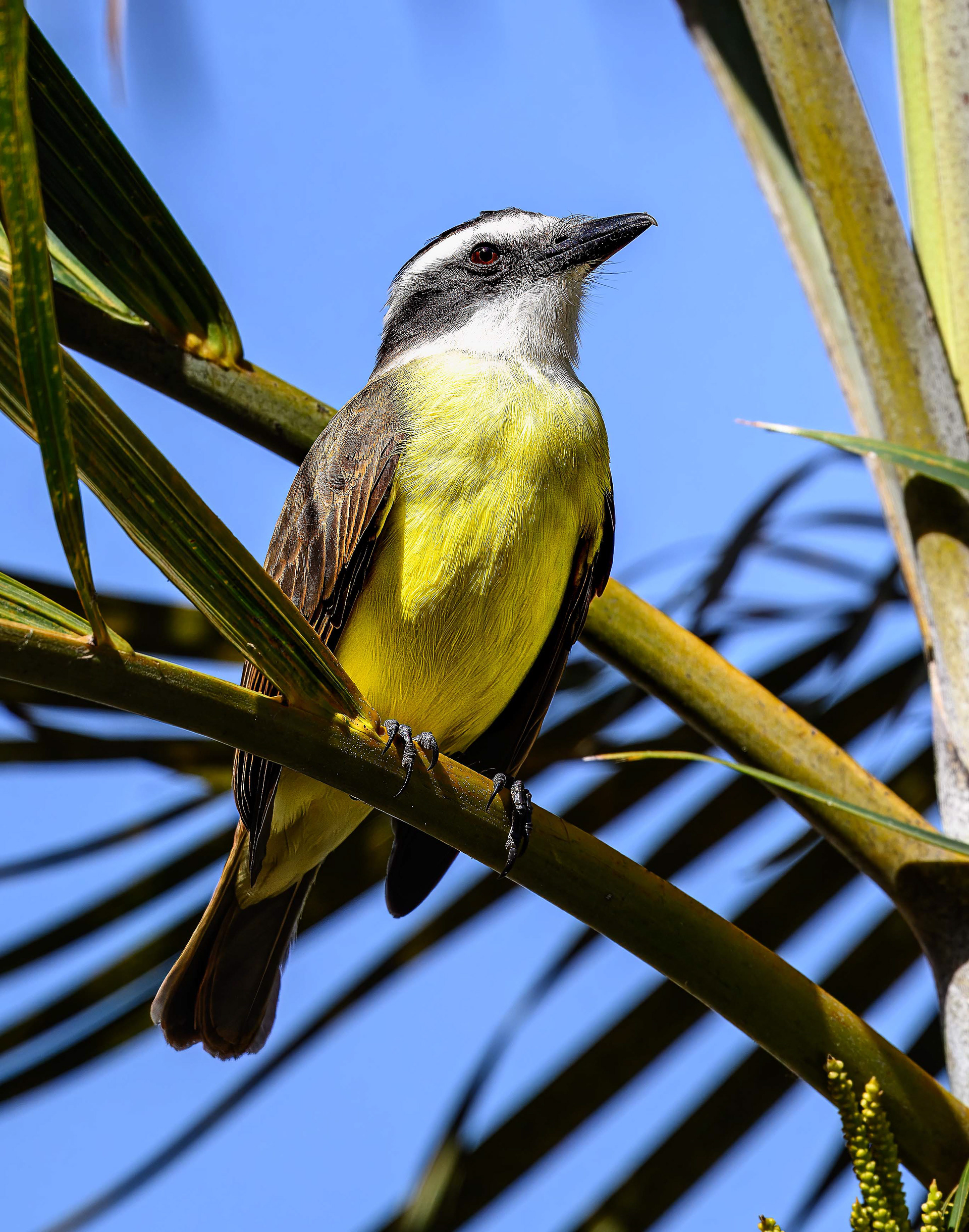 Great Kiskadee