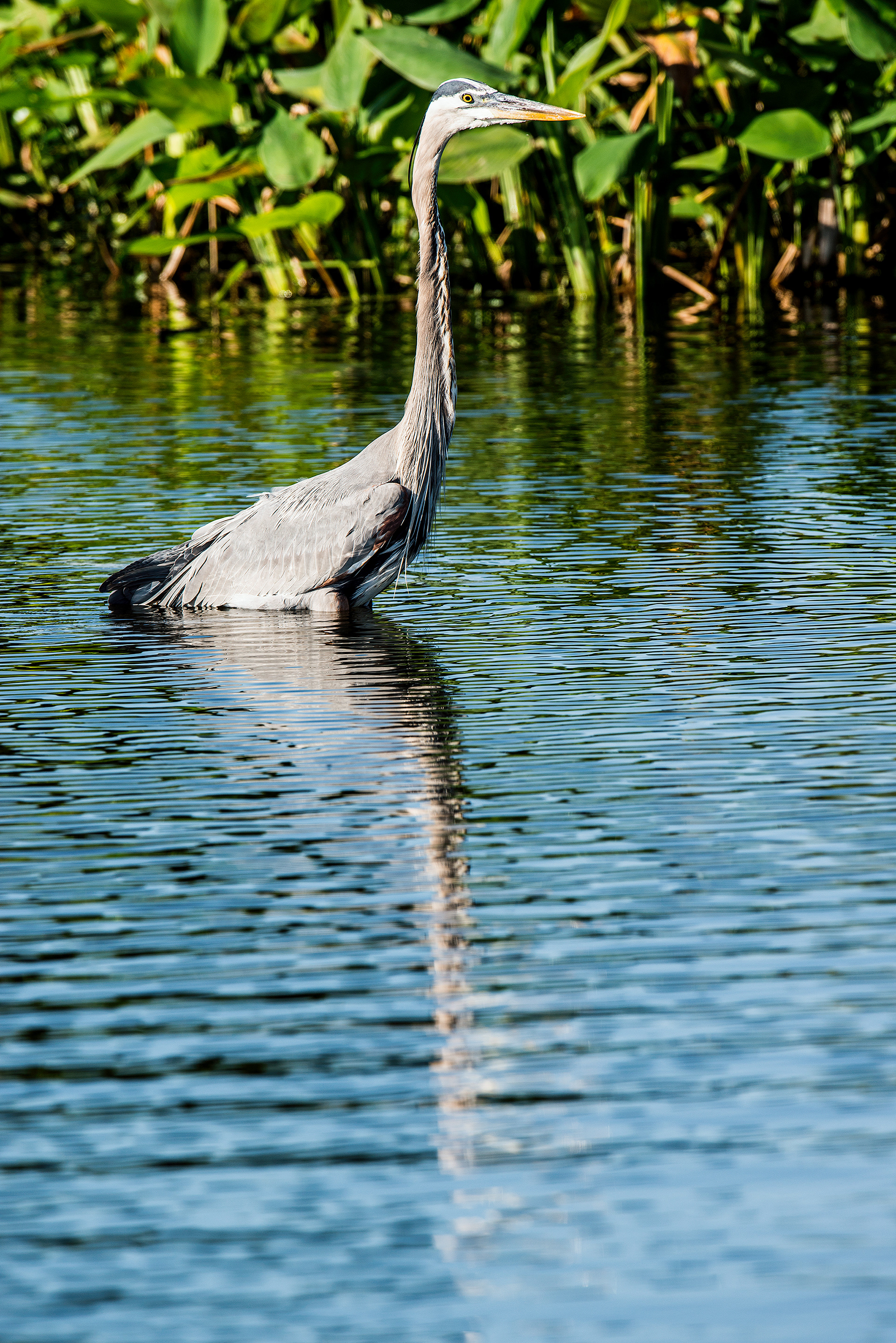 Great Blue Heron