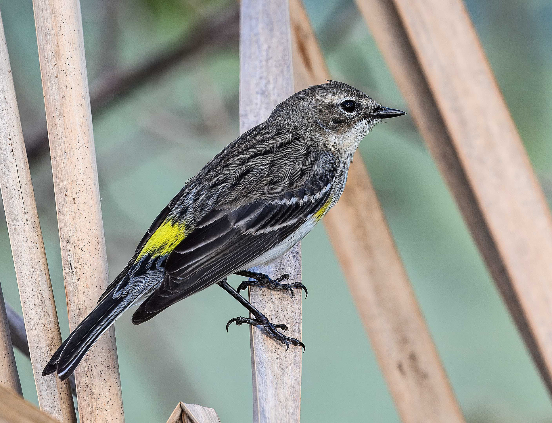 Yellow-rumped Warbler