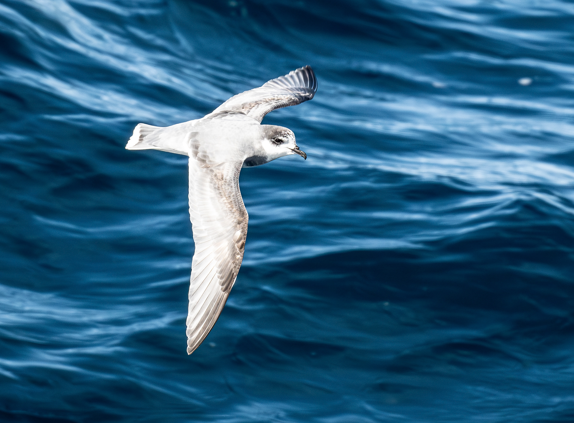Blue Petrel