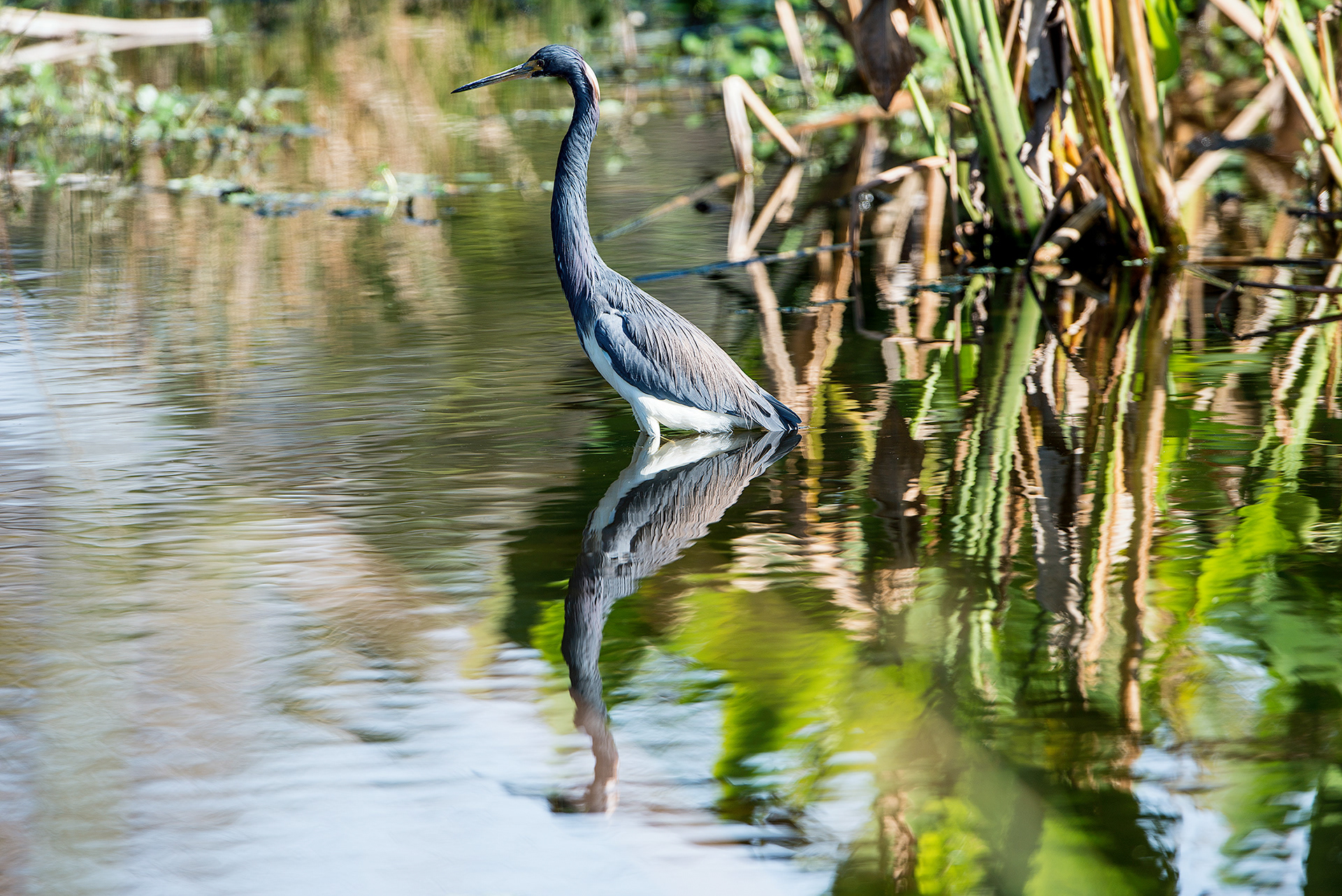 Tricolored Heron