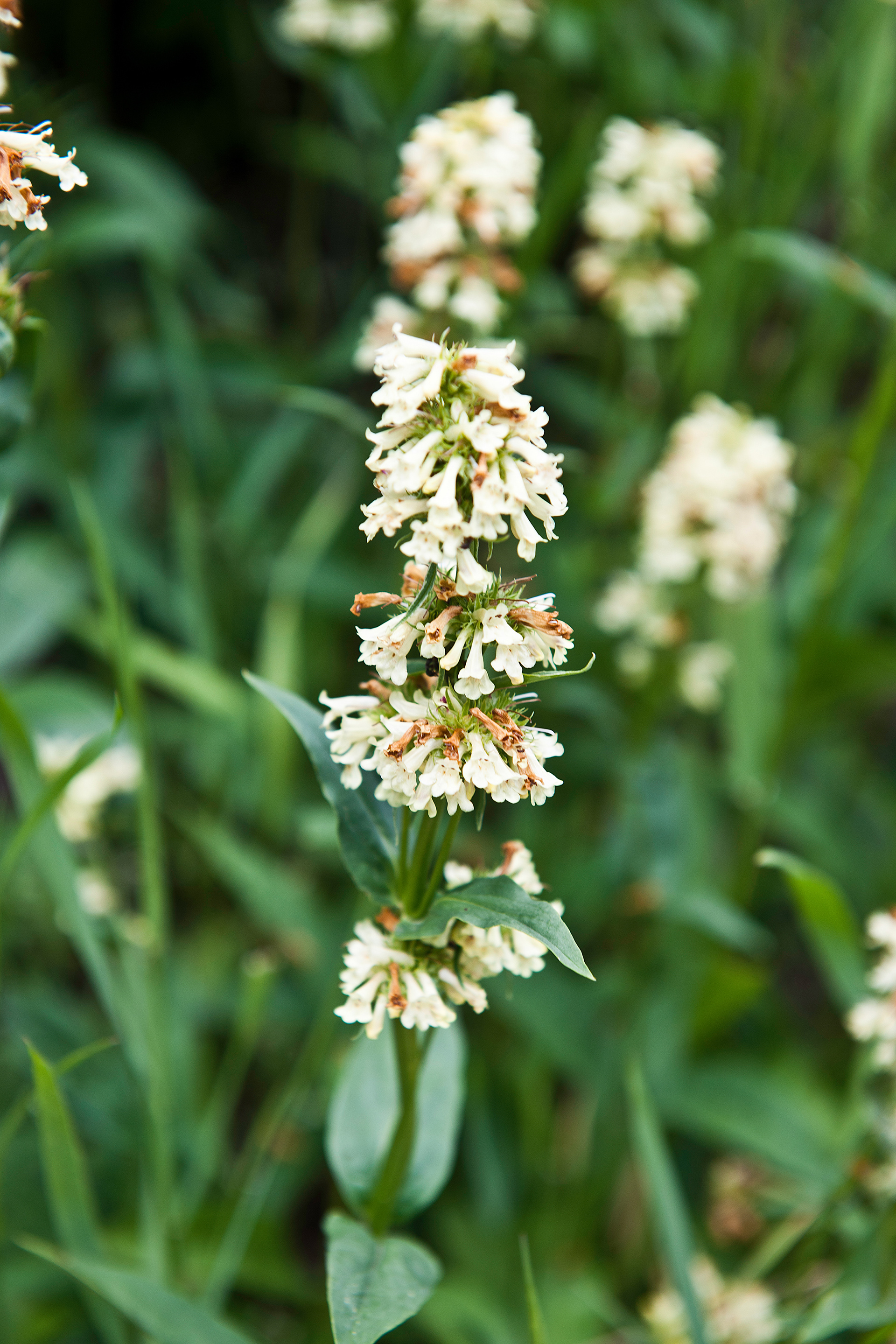 Yellow Penstemon (Penstemon confertus)