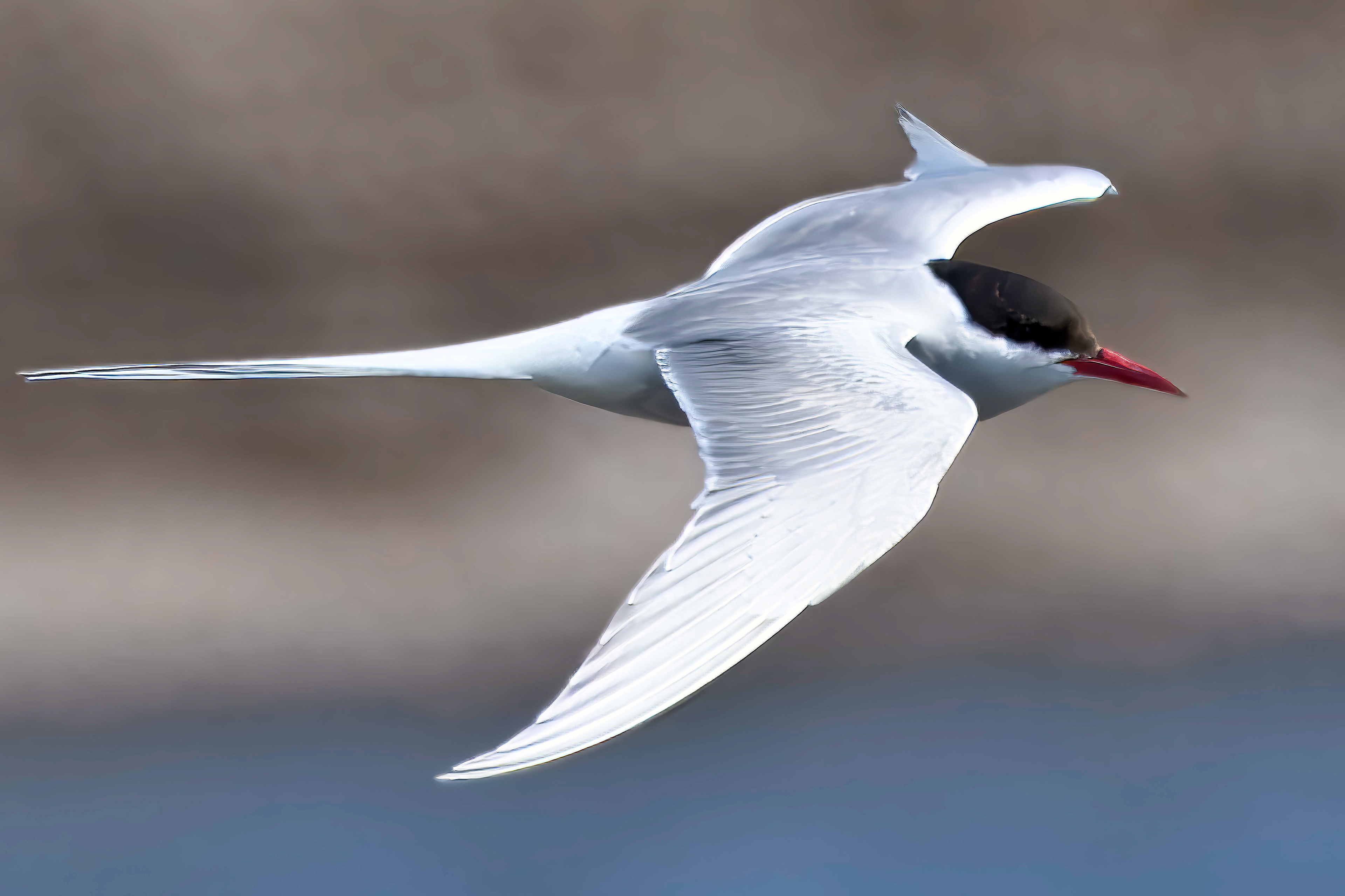 Arctic Tern