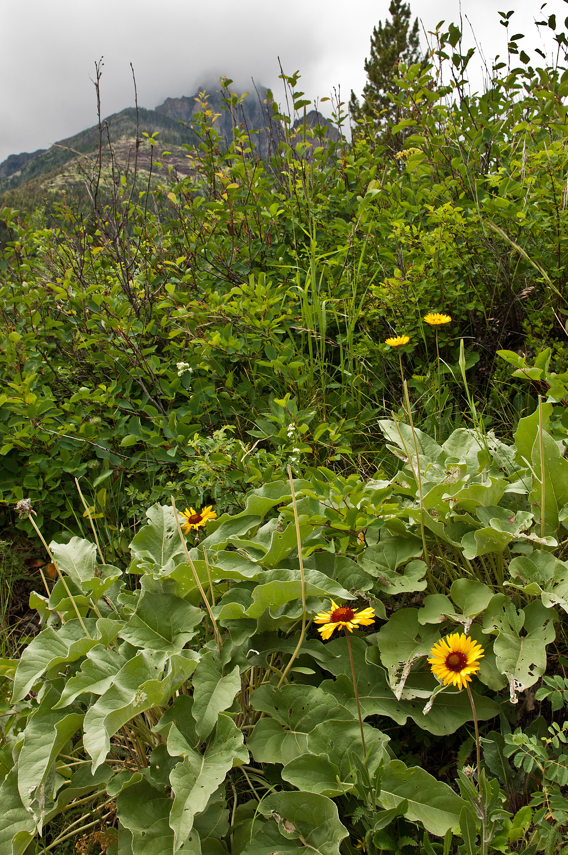 Blanketflower (Gaillardia aristata)