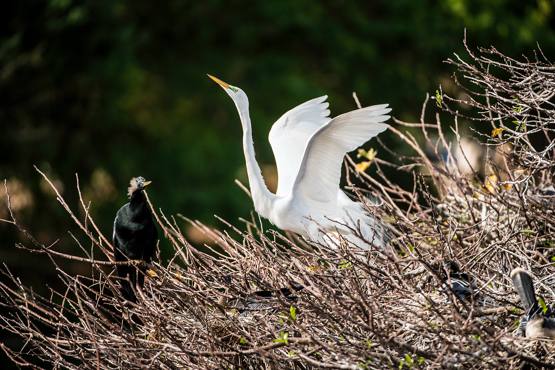 Great Egret