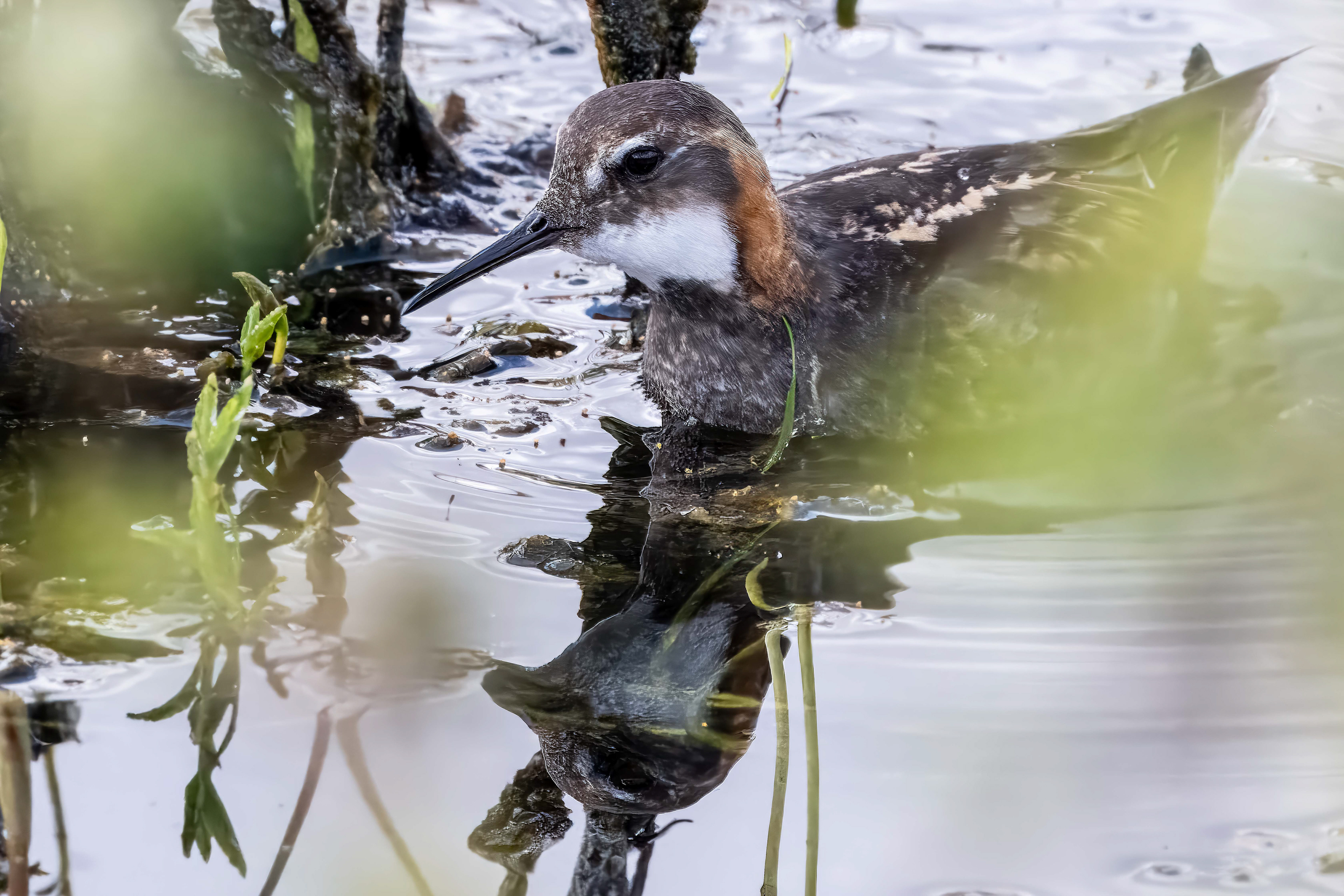 Red-Necked Phalarope