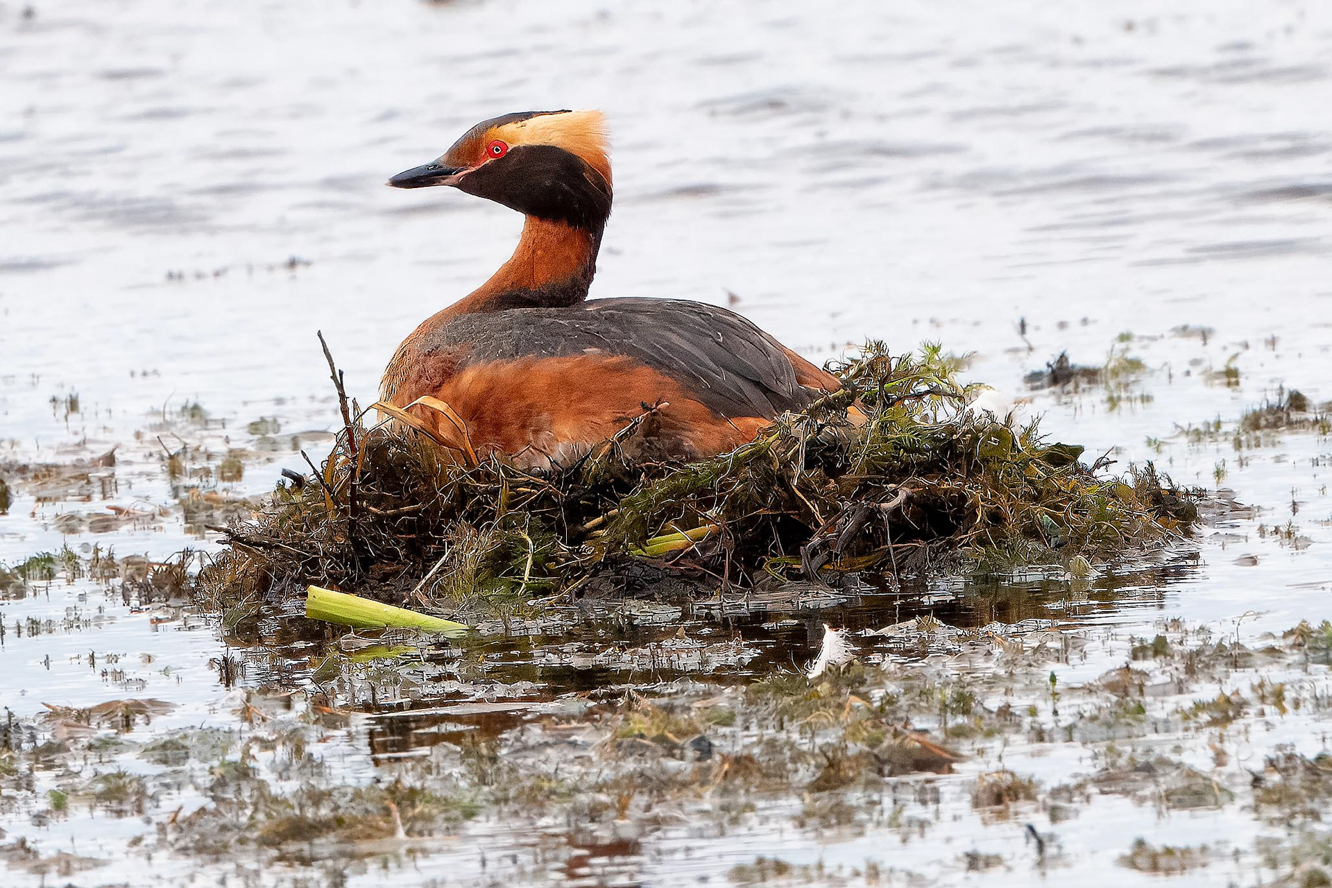 Horned Grebe