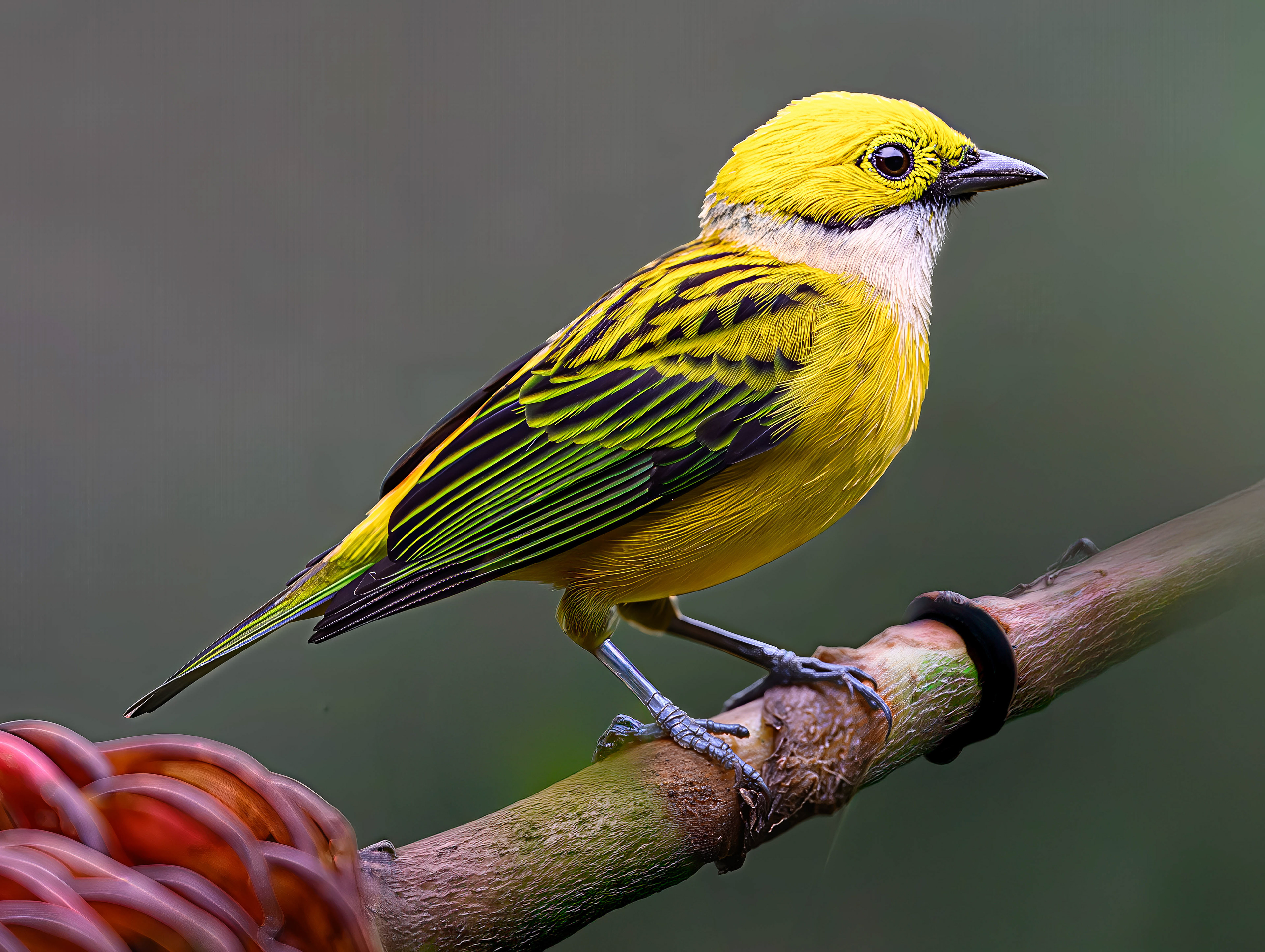 Silver-throated Tanager