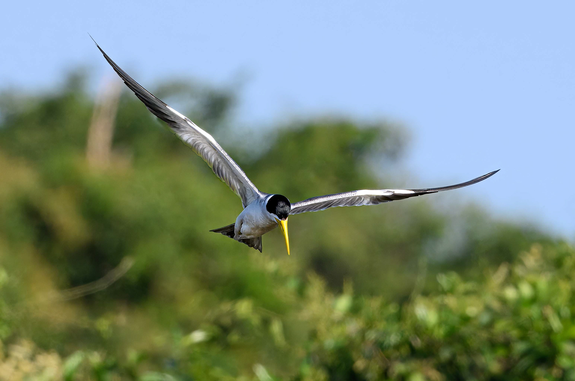 Yellow-billed Tern