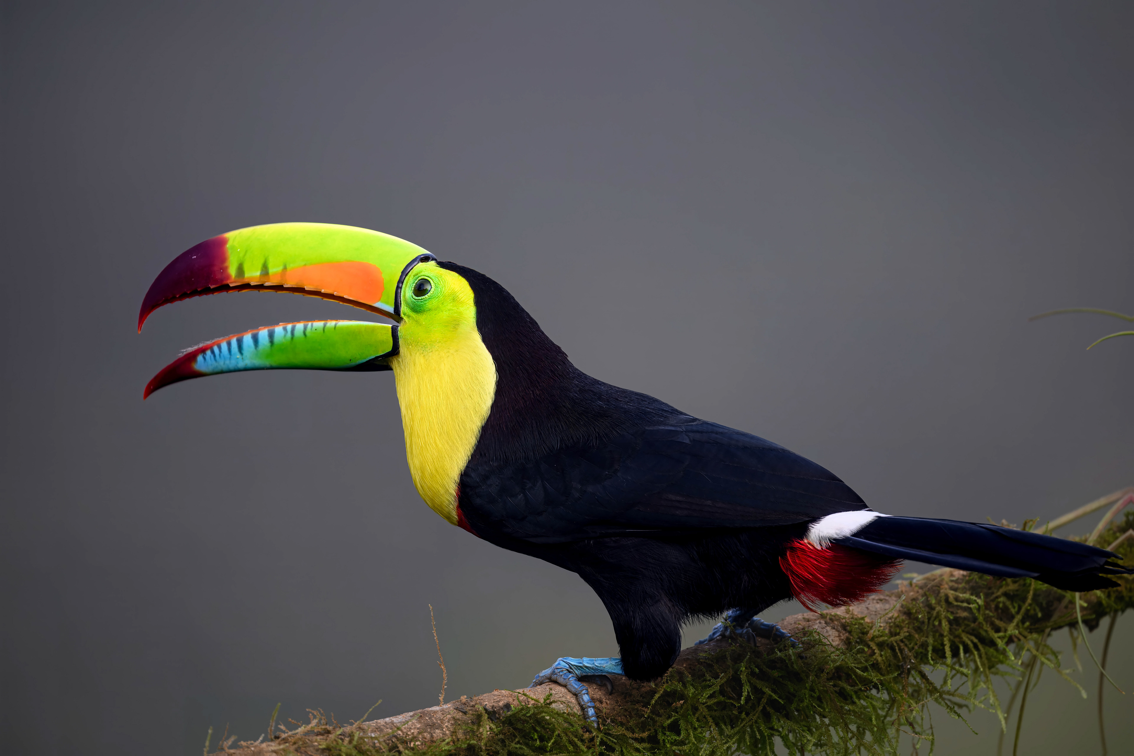 Keel-billed Toucan