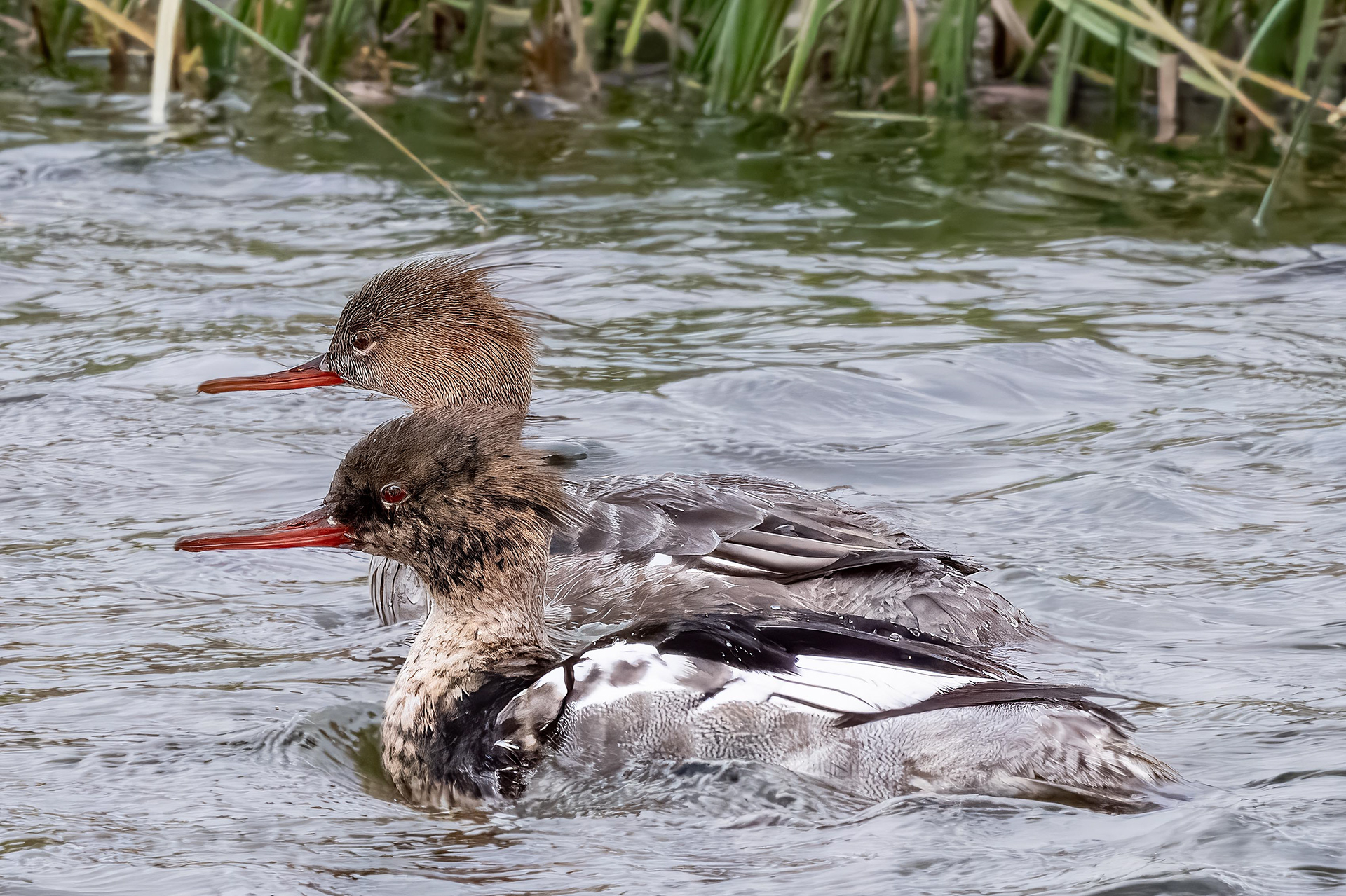 Red-Breasted Merganser