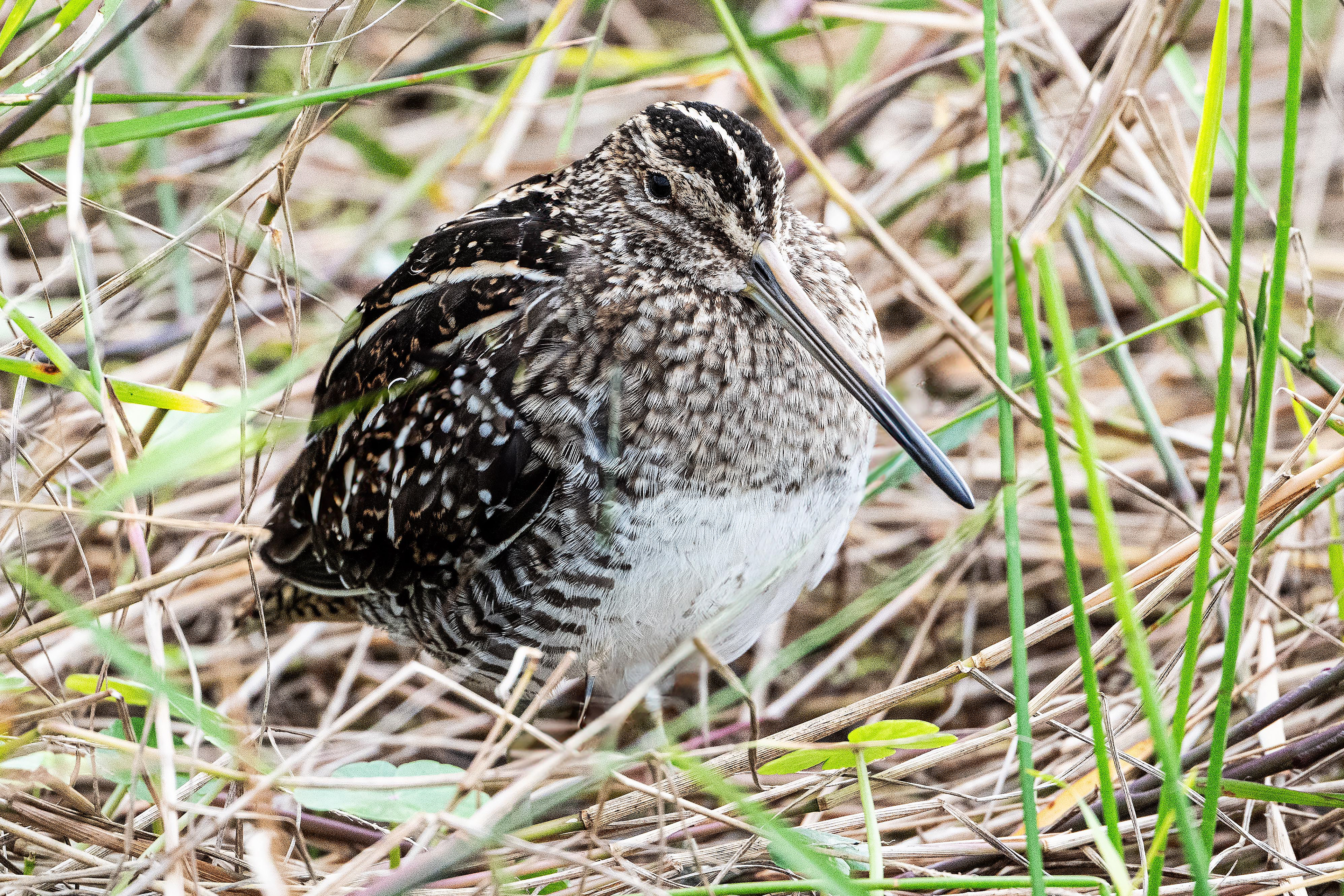 Wilson's Snipe