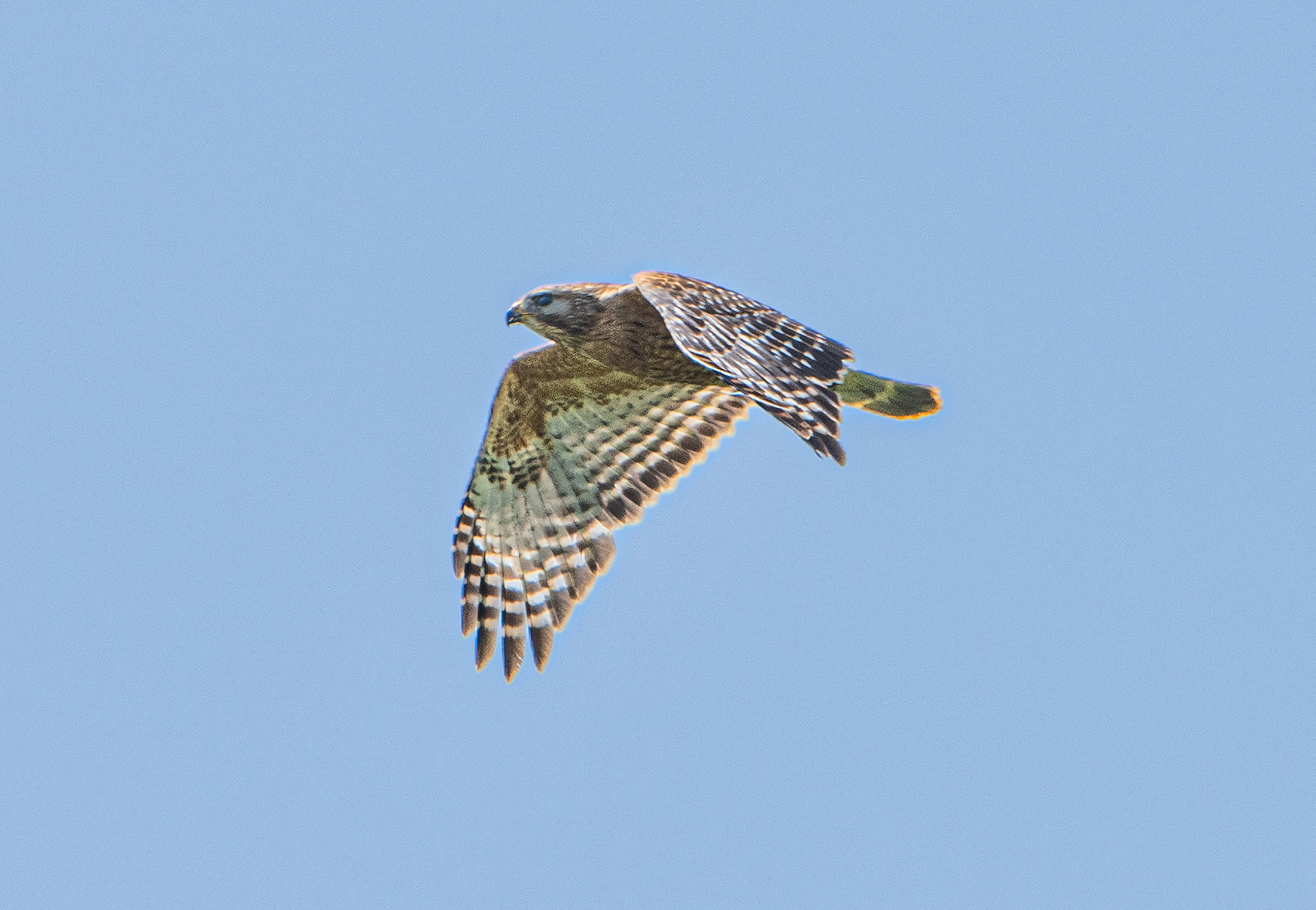 Red Shouldered Hawk