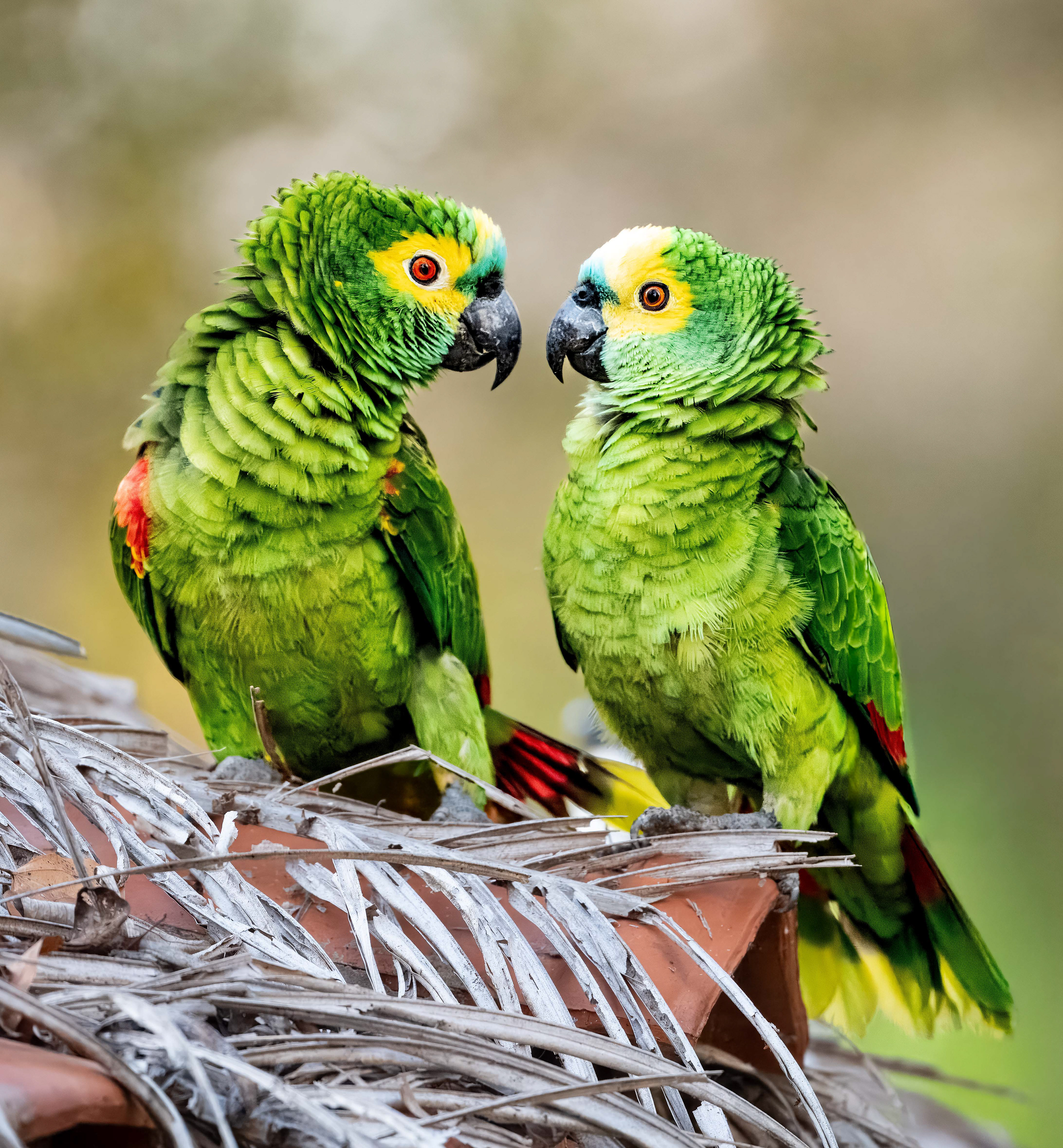 Turquoise-fronted Amazon Parrot