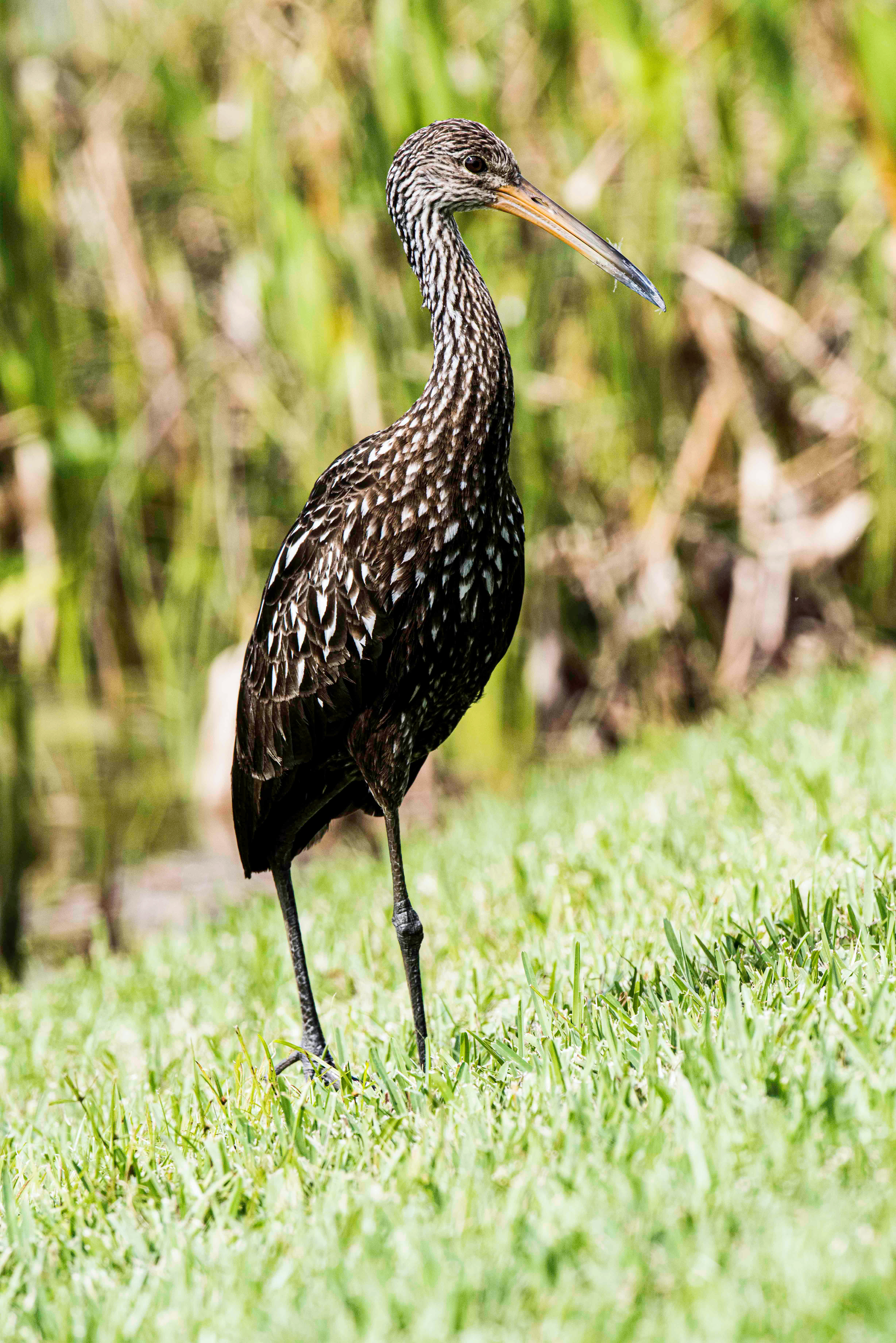 Limpkin
