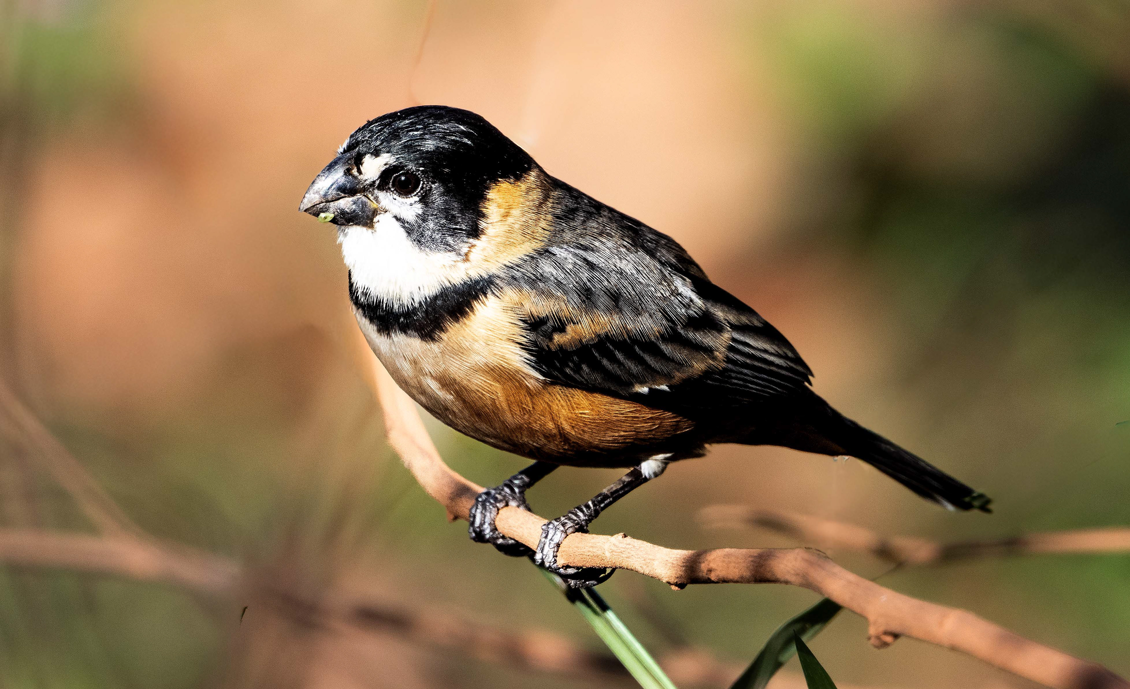 Rusty-collard Seedeater