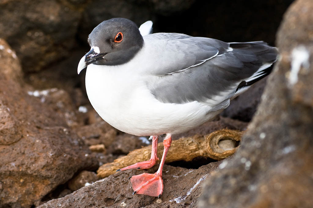 Swallow-tailed Gull (Breeding Adult)
