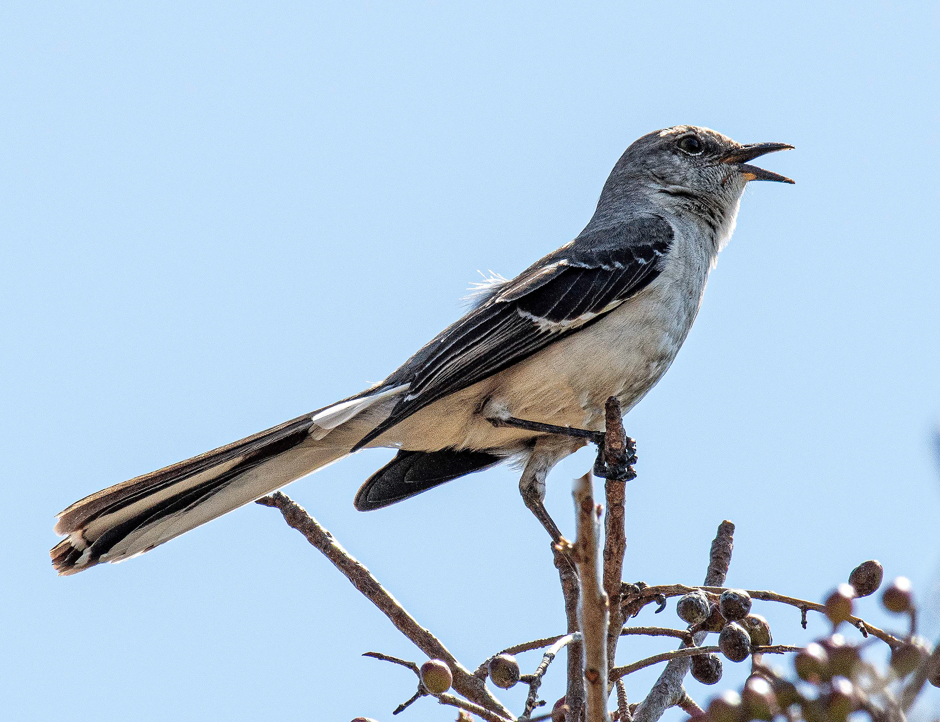 Northern Mocking Bird