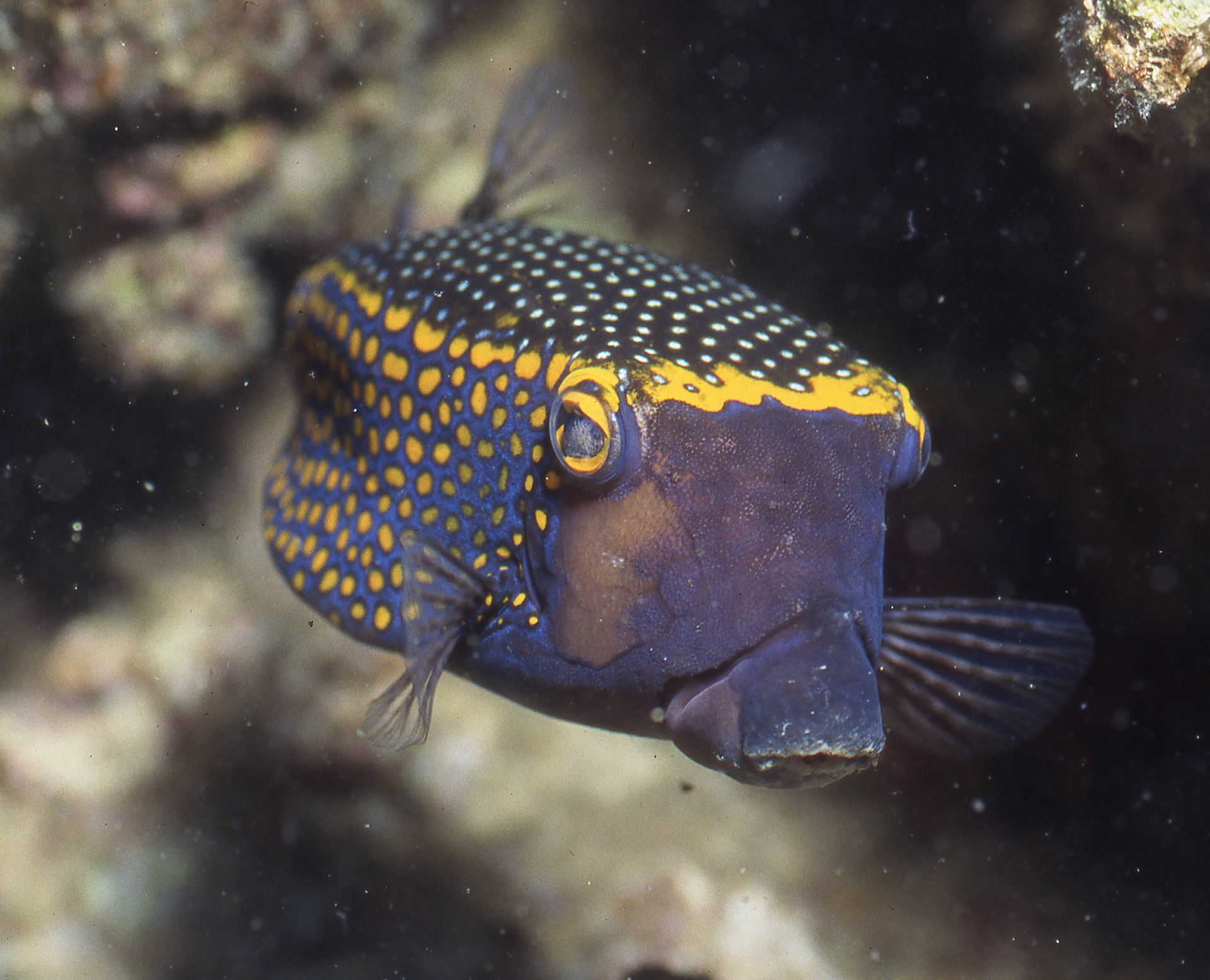 White-spotted Boxfish