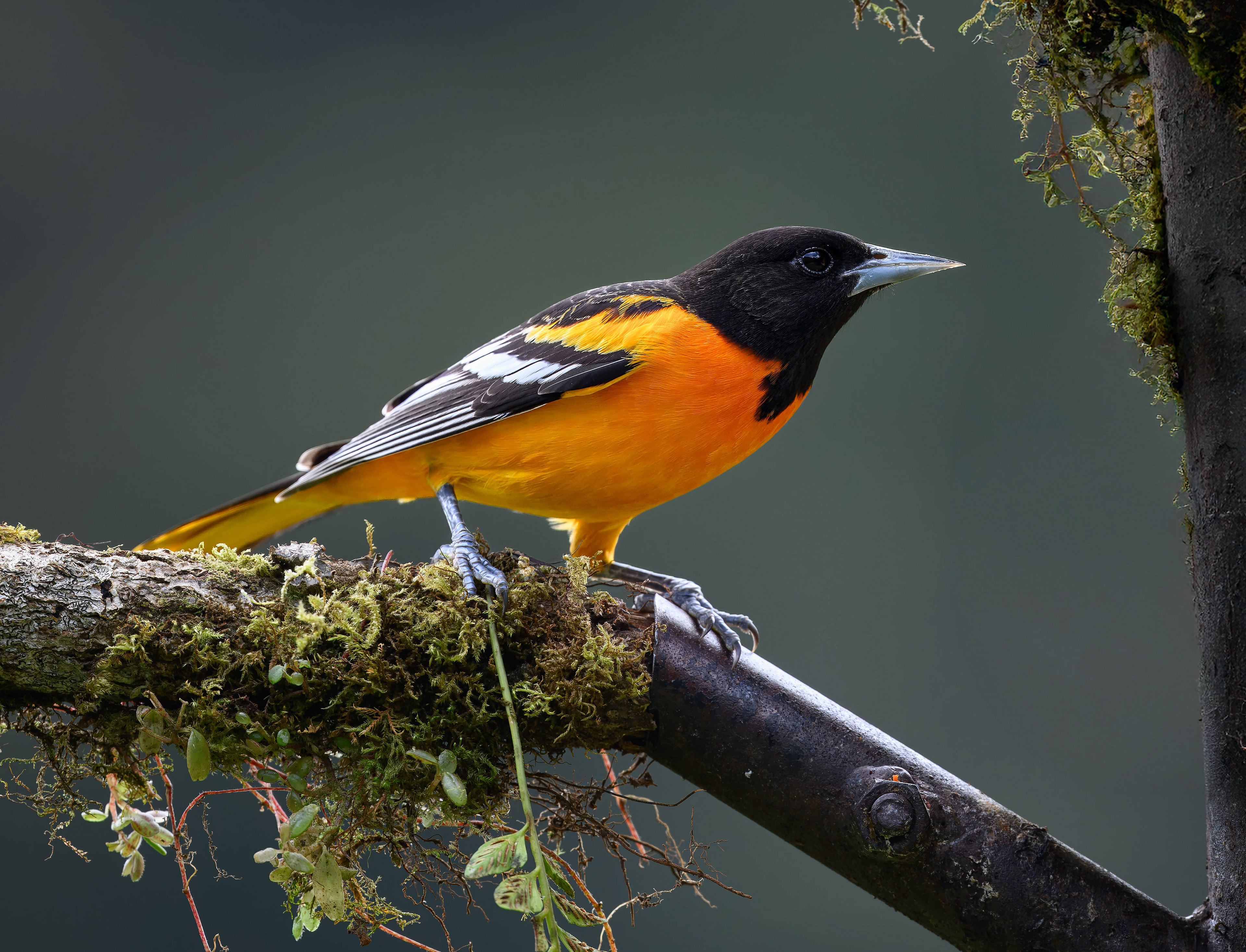 Baltimore Oriole