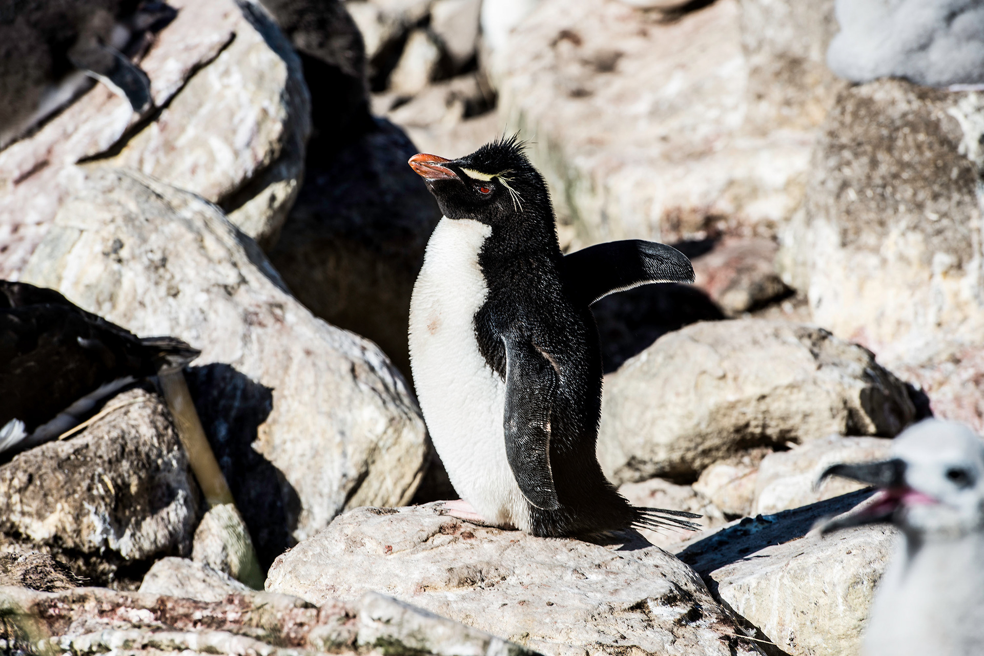Rock Hopper Penguin