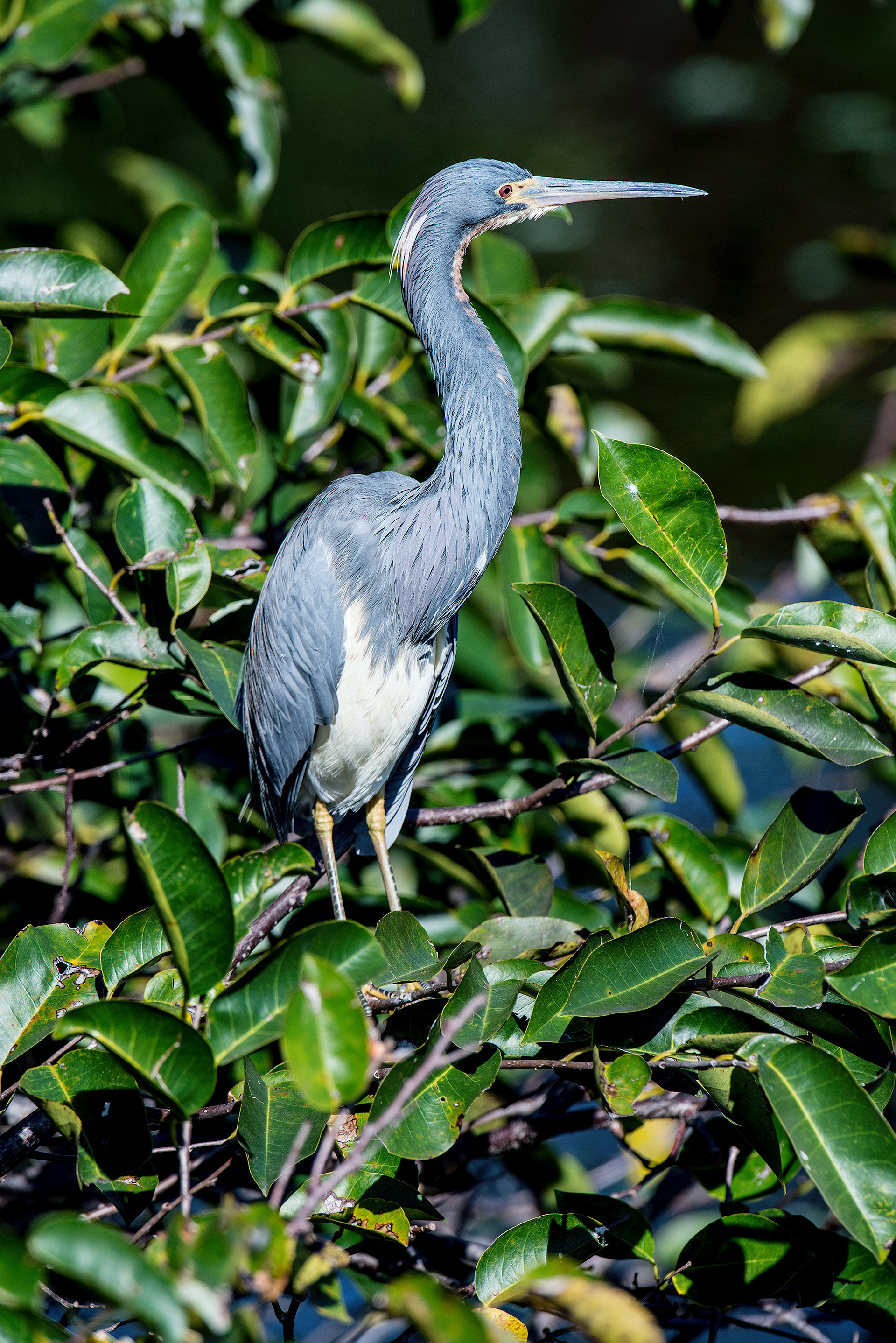 Tricolored Heron