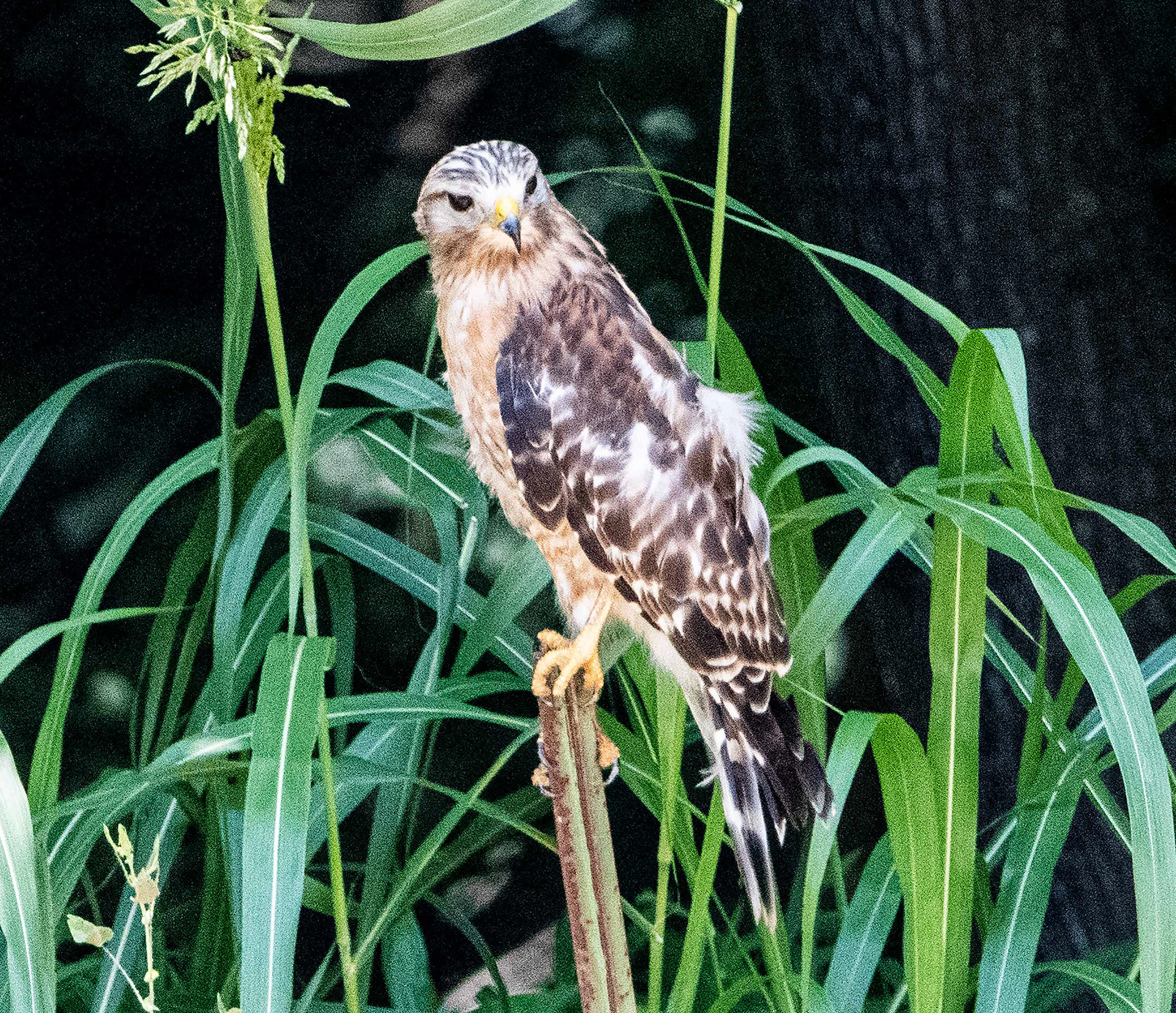 Red Shouldered Hawk