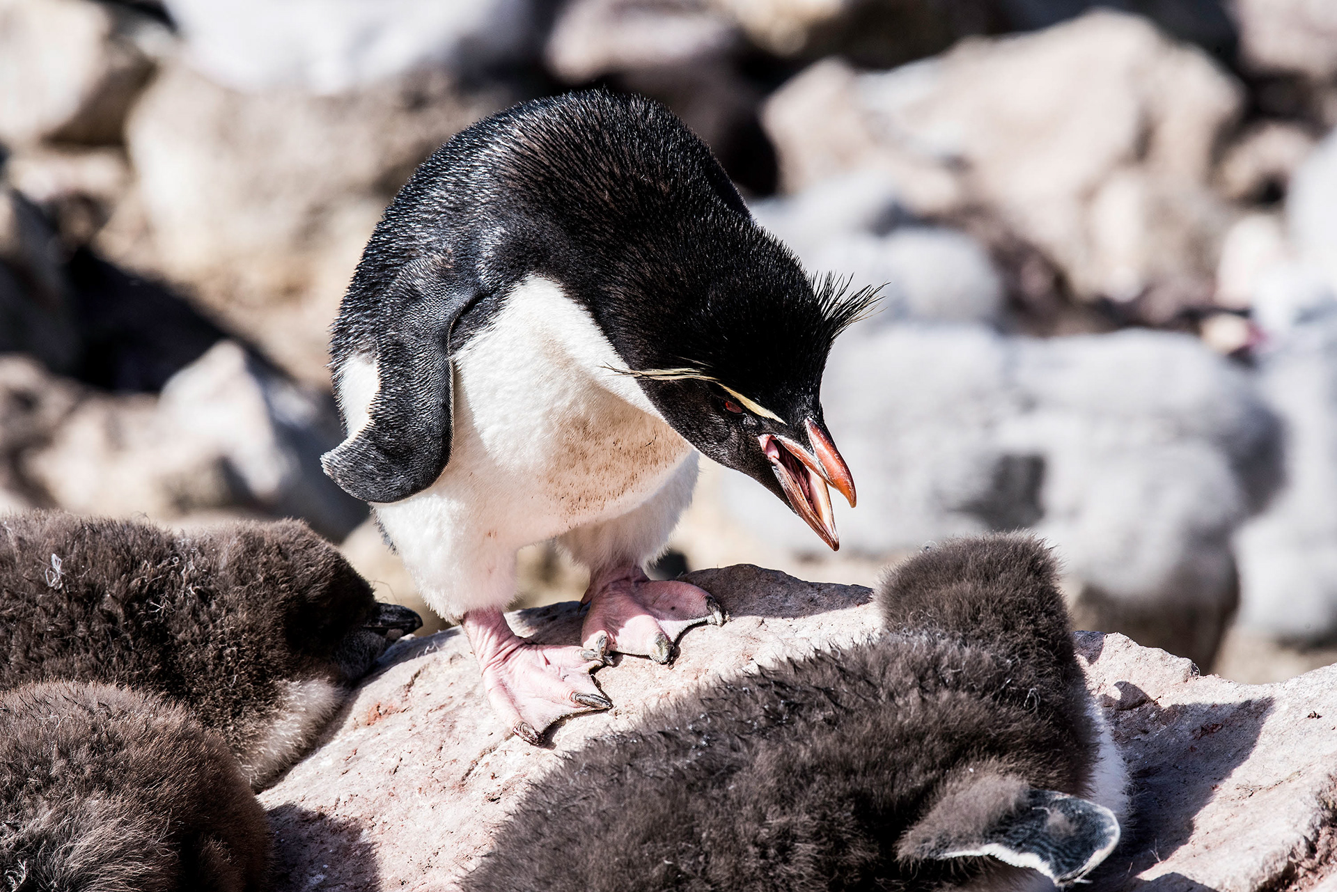 Rock Hopper Penguin
