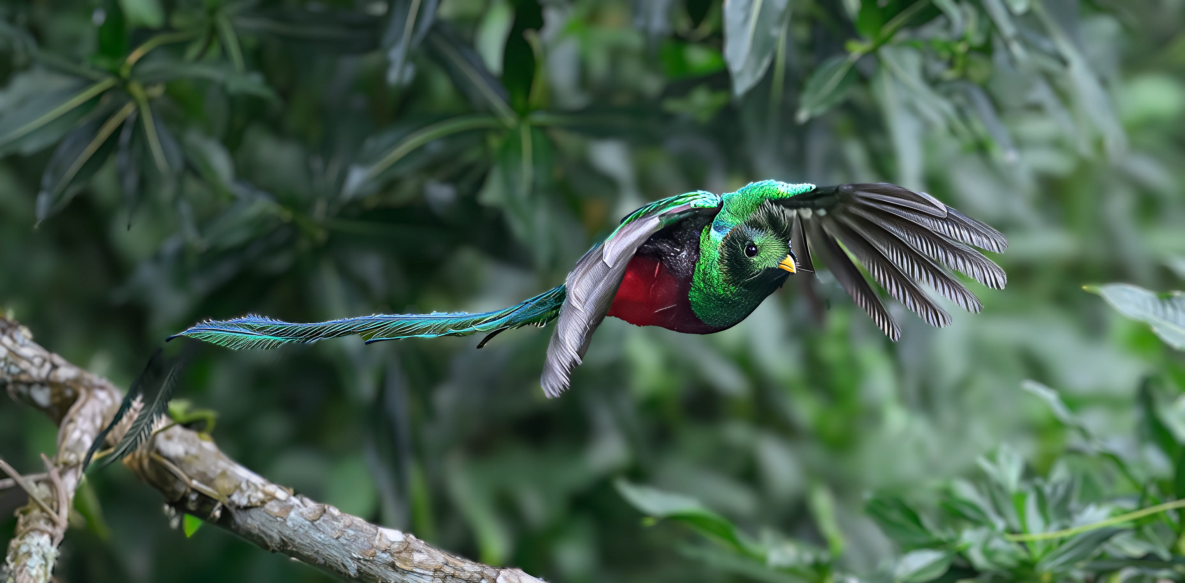 Resplendent Quetzal