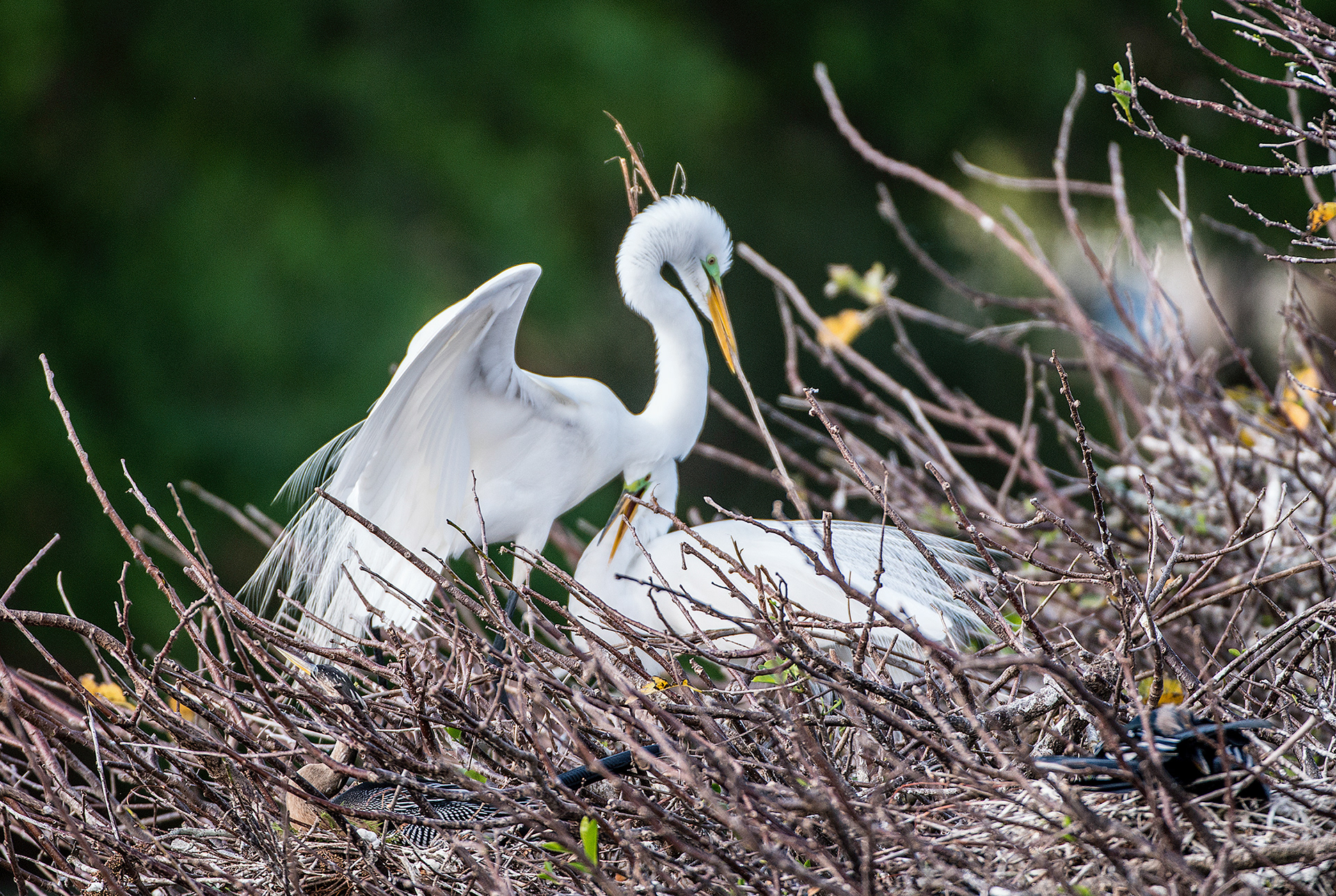 Great Egret