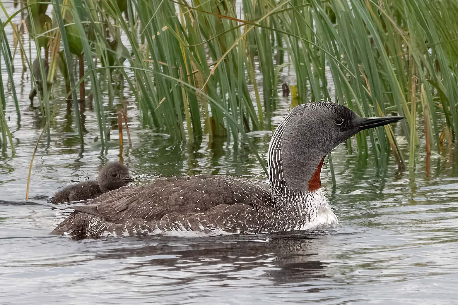 Red Throated Diver (Loon)