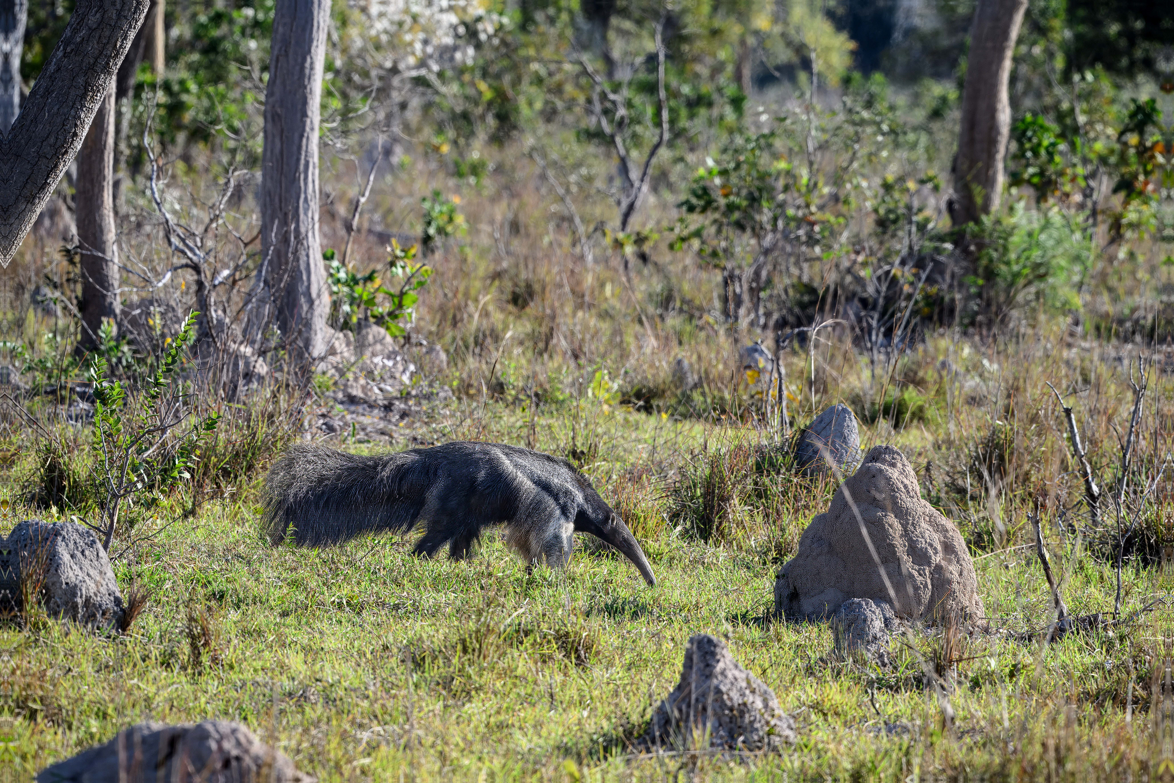 Giant Ant Eater