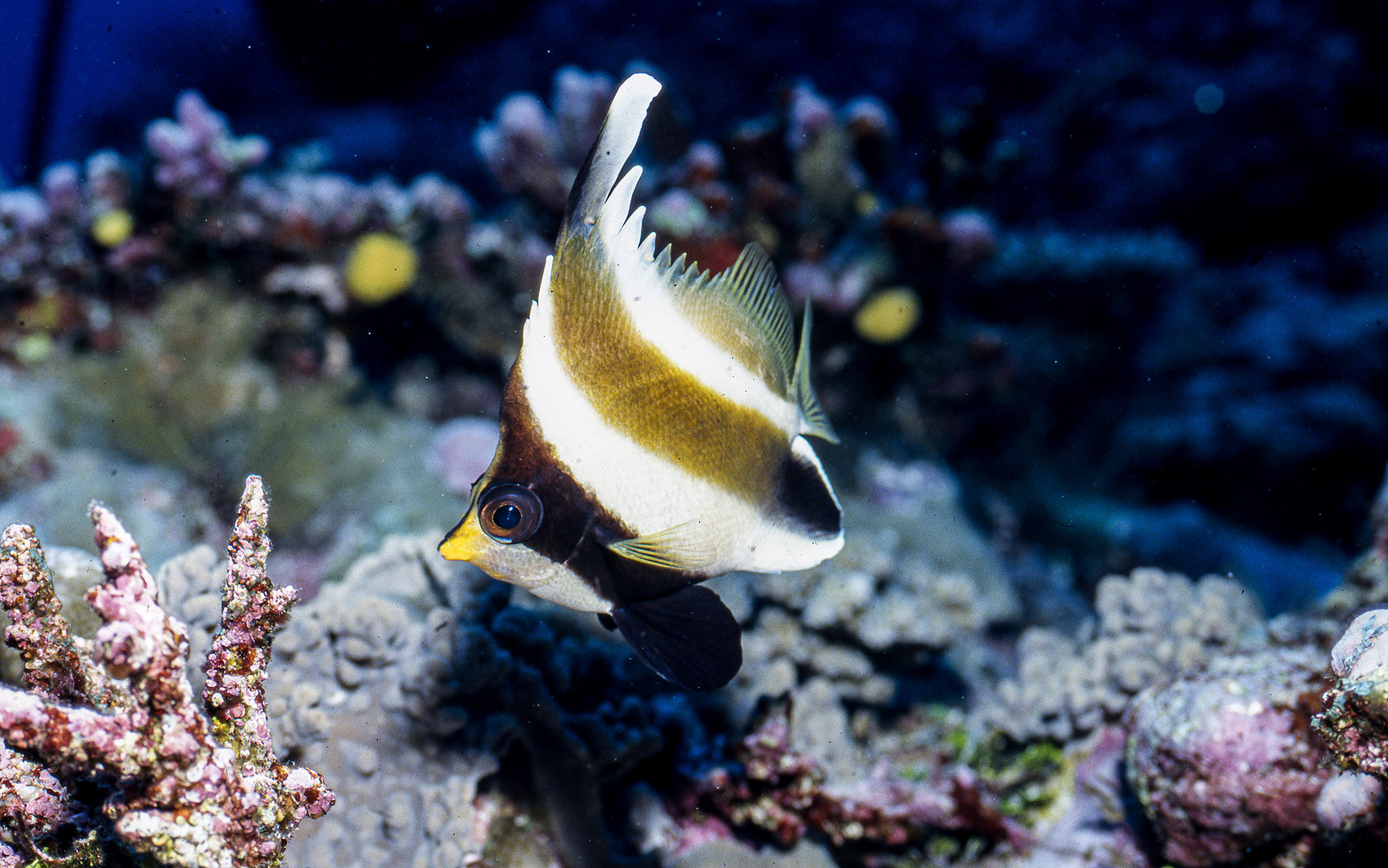Threeband Pennantfish