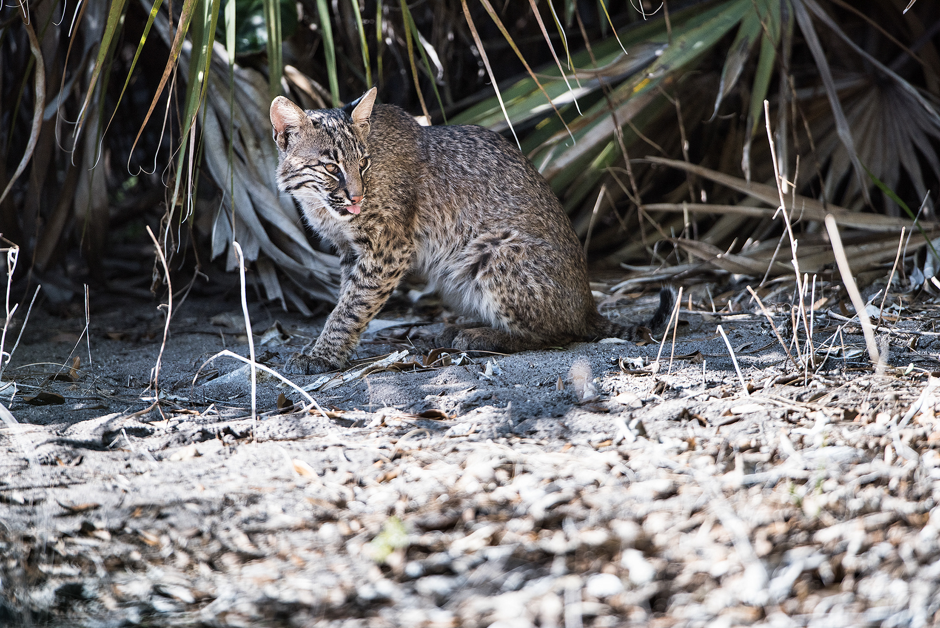 Bobcat