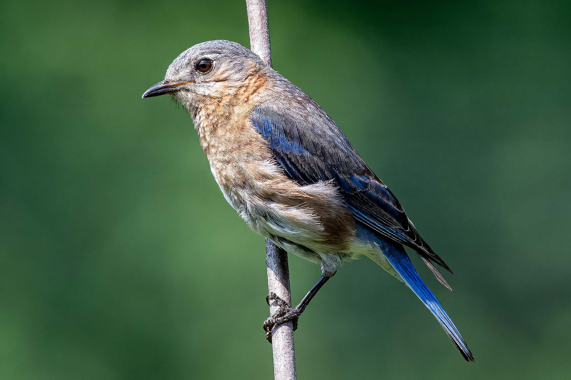 Eastern Bluebird