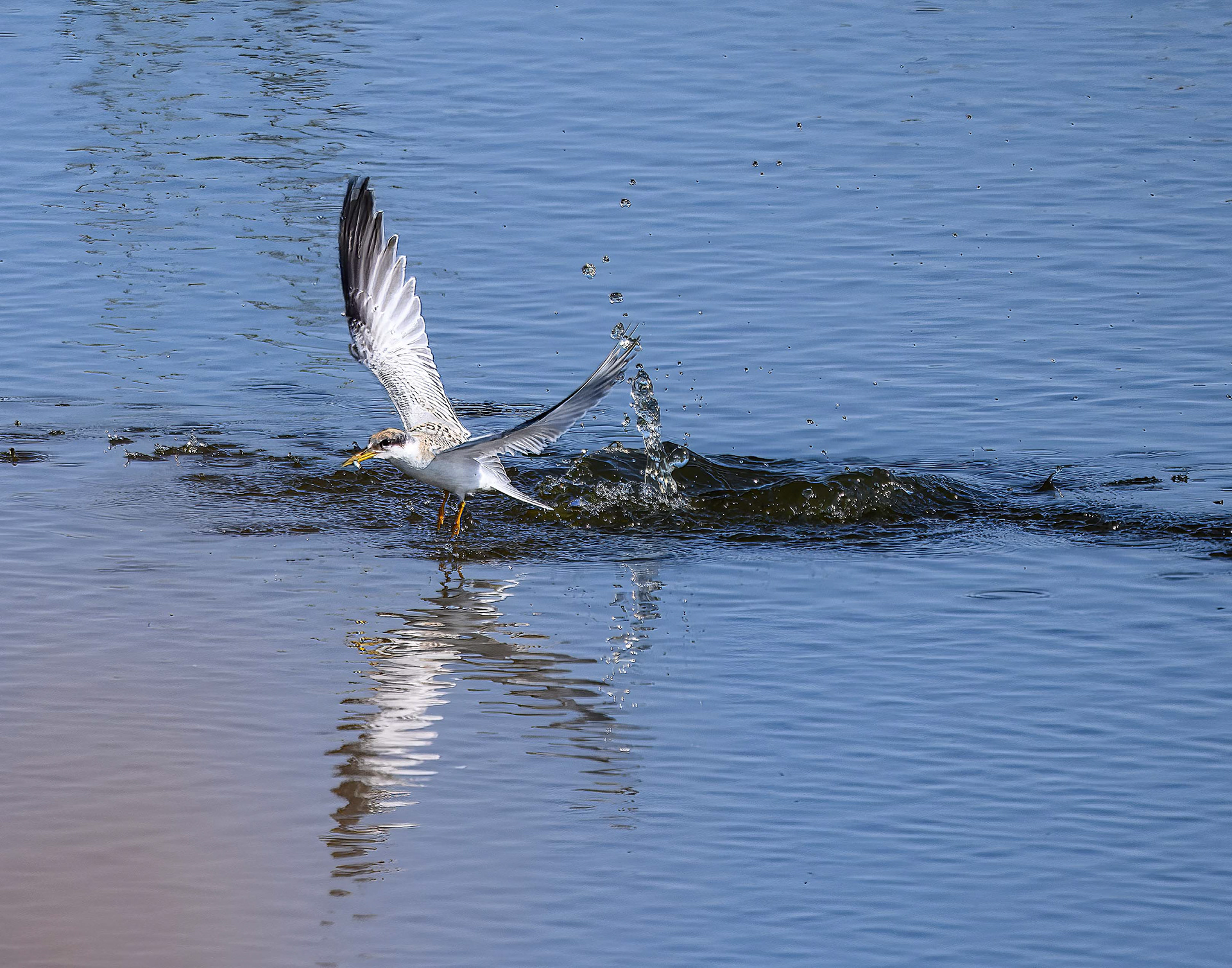 Yellow-Billed Tern