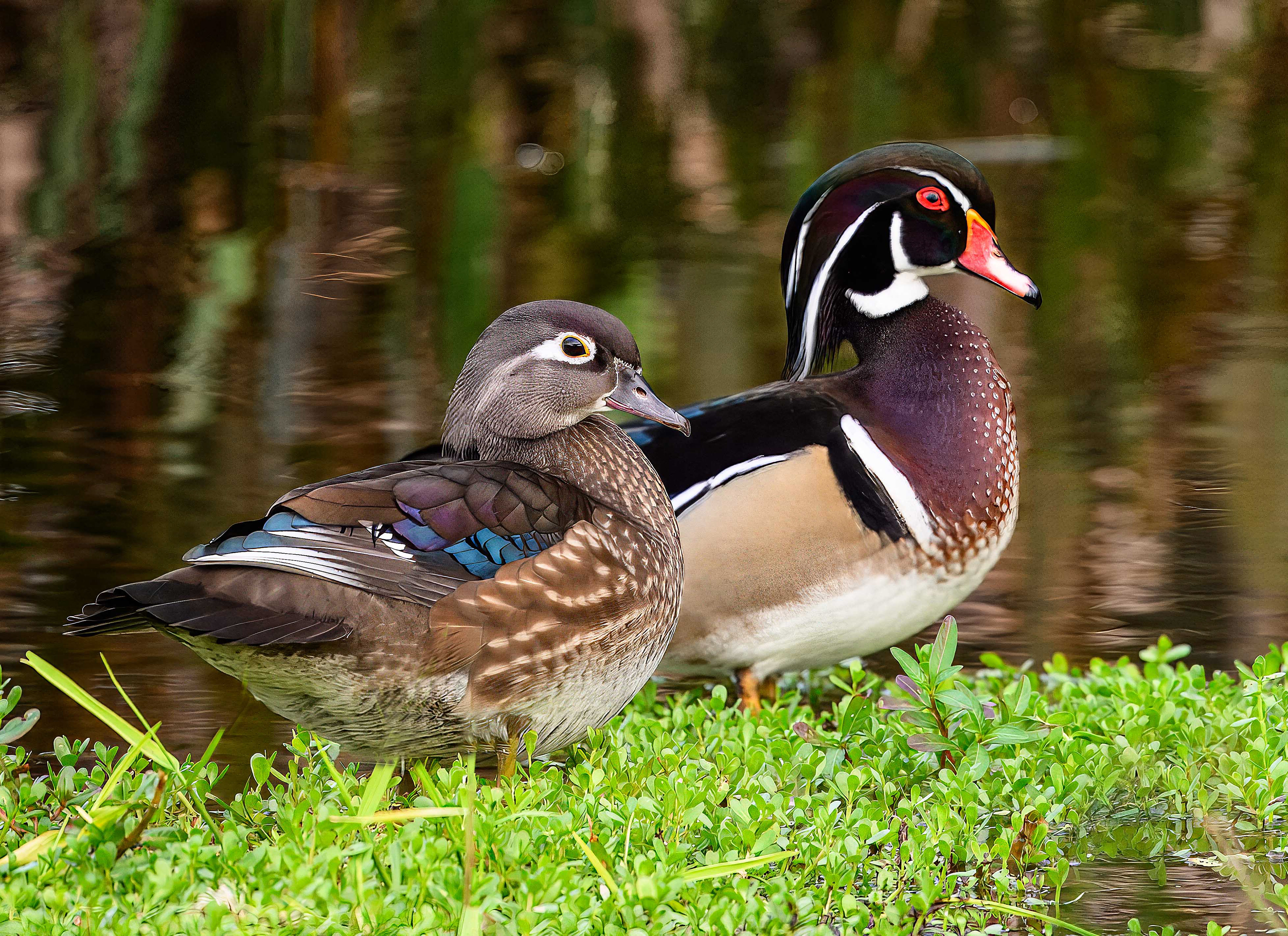 Wood Duck Male & Female